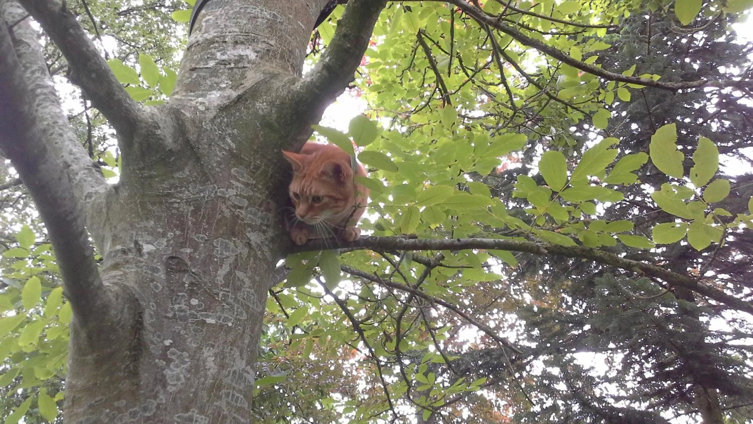 Property building in Pieni Talo