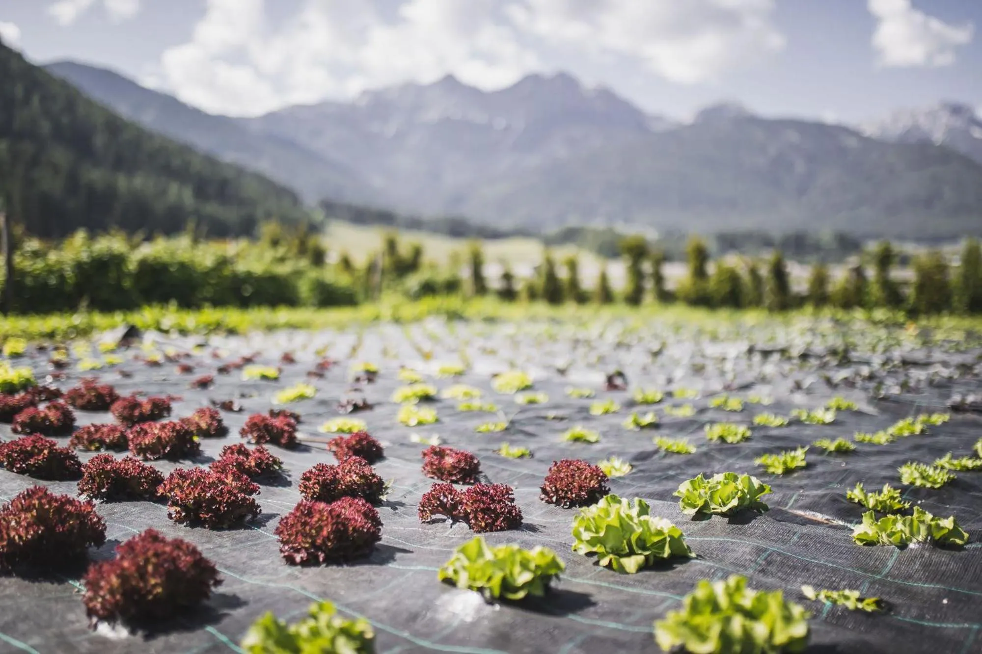 Garden in Hotel Brötz