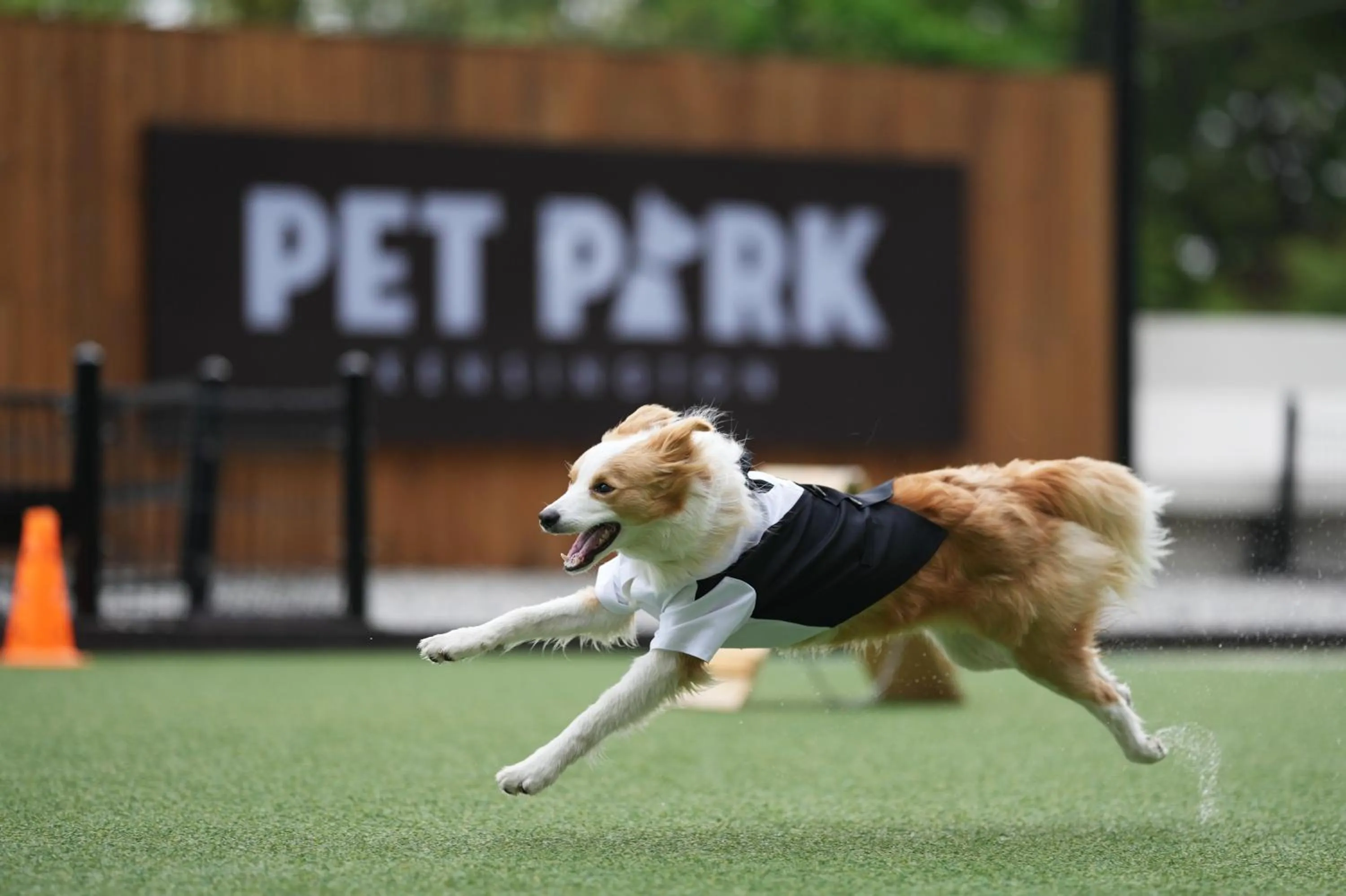 Pets in Kensington Resort Chungju