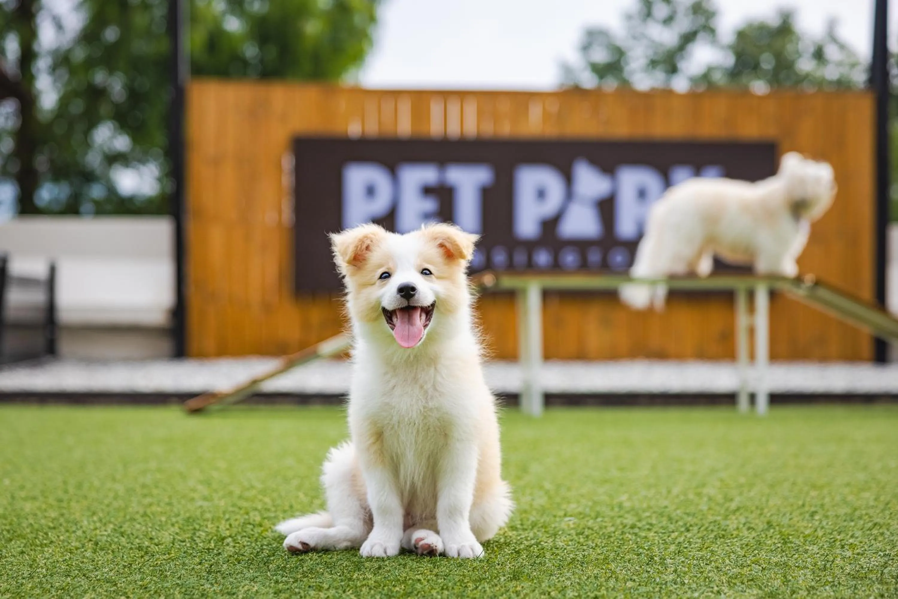 Pets in Kensington Resort Chungju