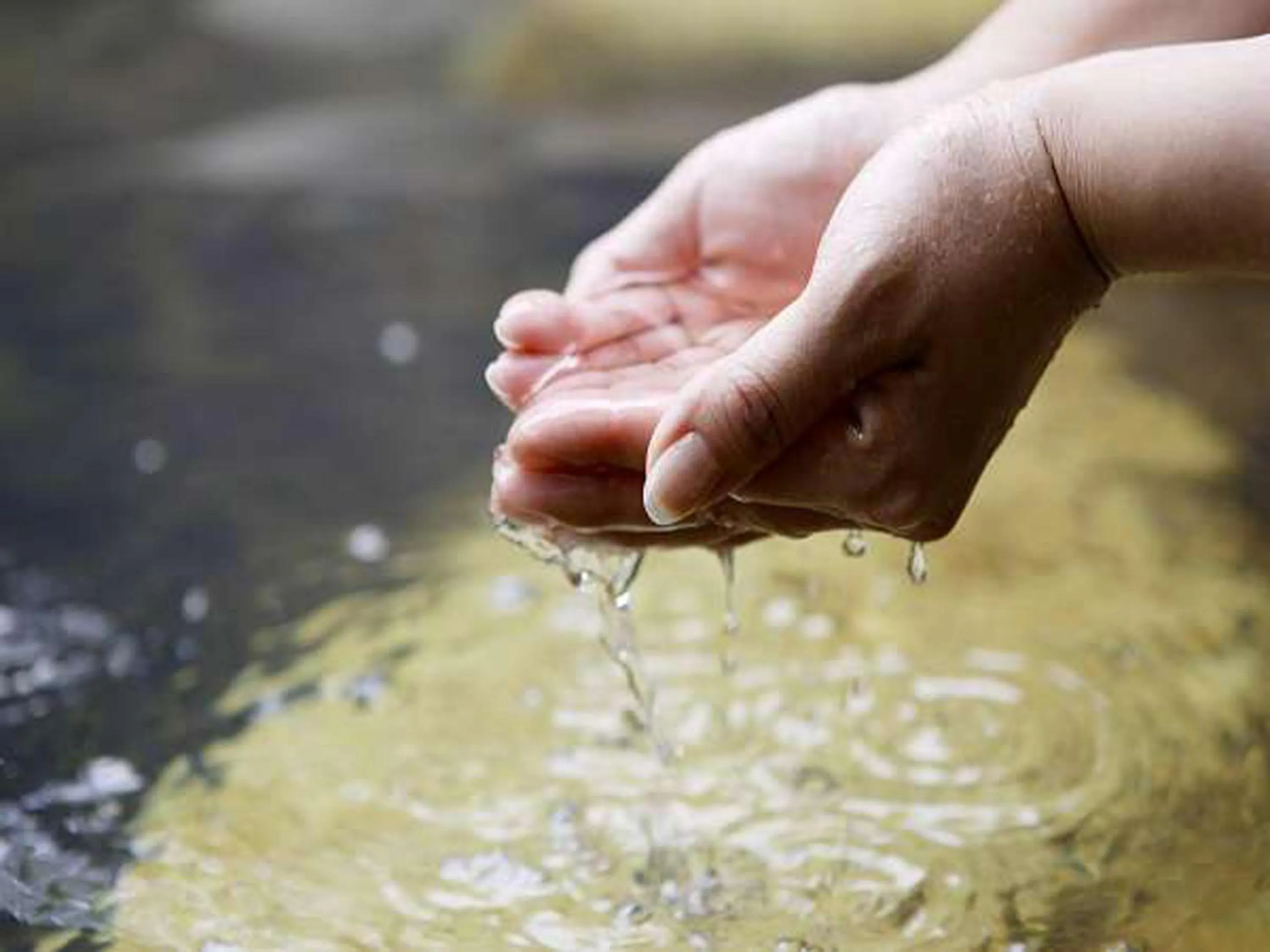 Day in Kosenkaku Yoshinoya