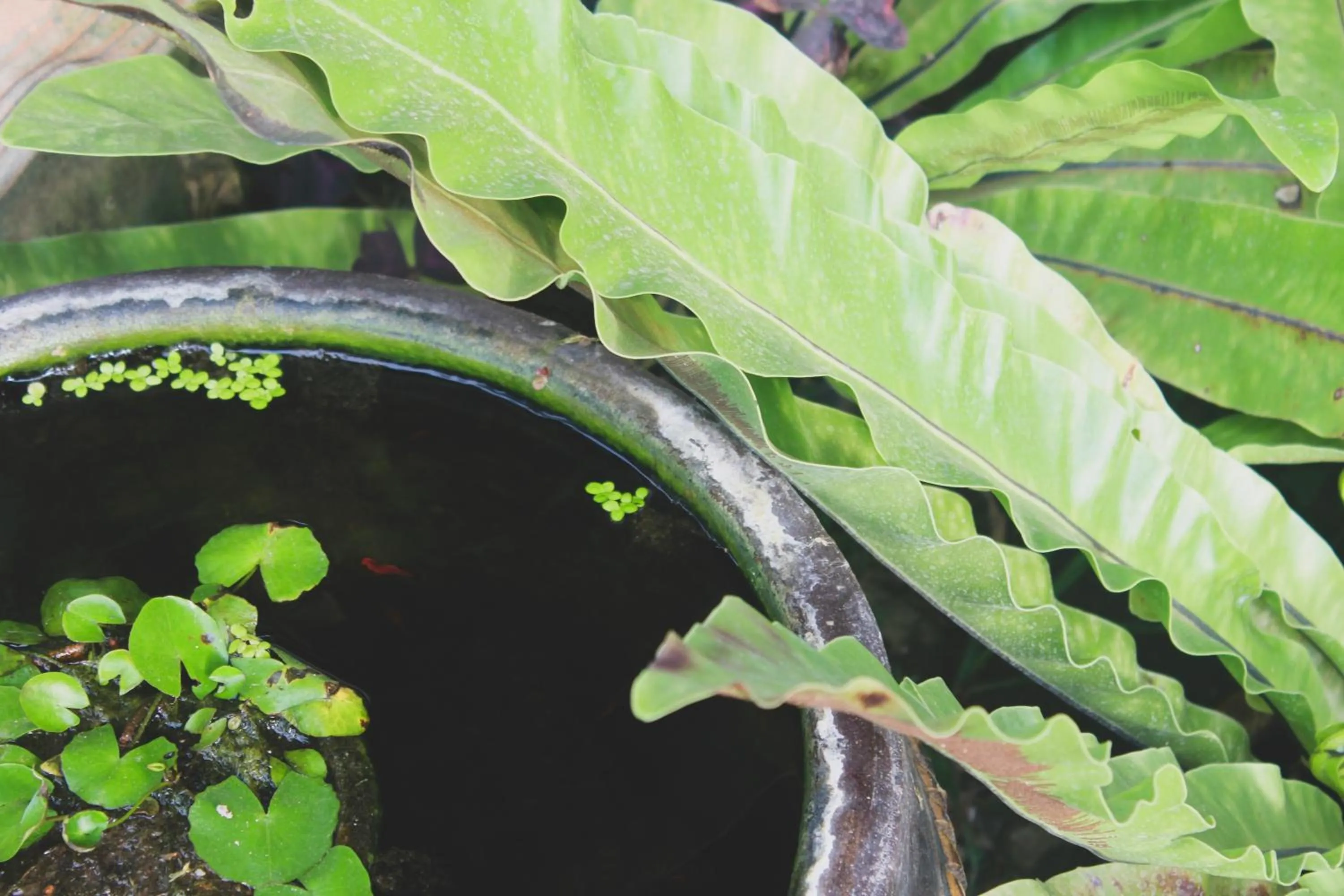 Garden view in Verona Lanta Resort