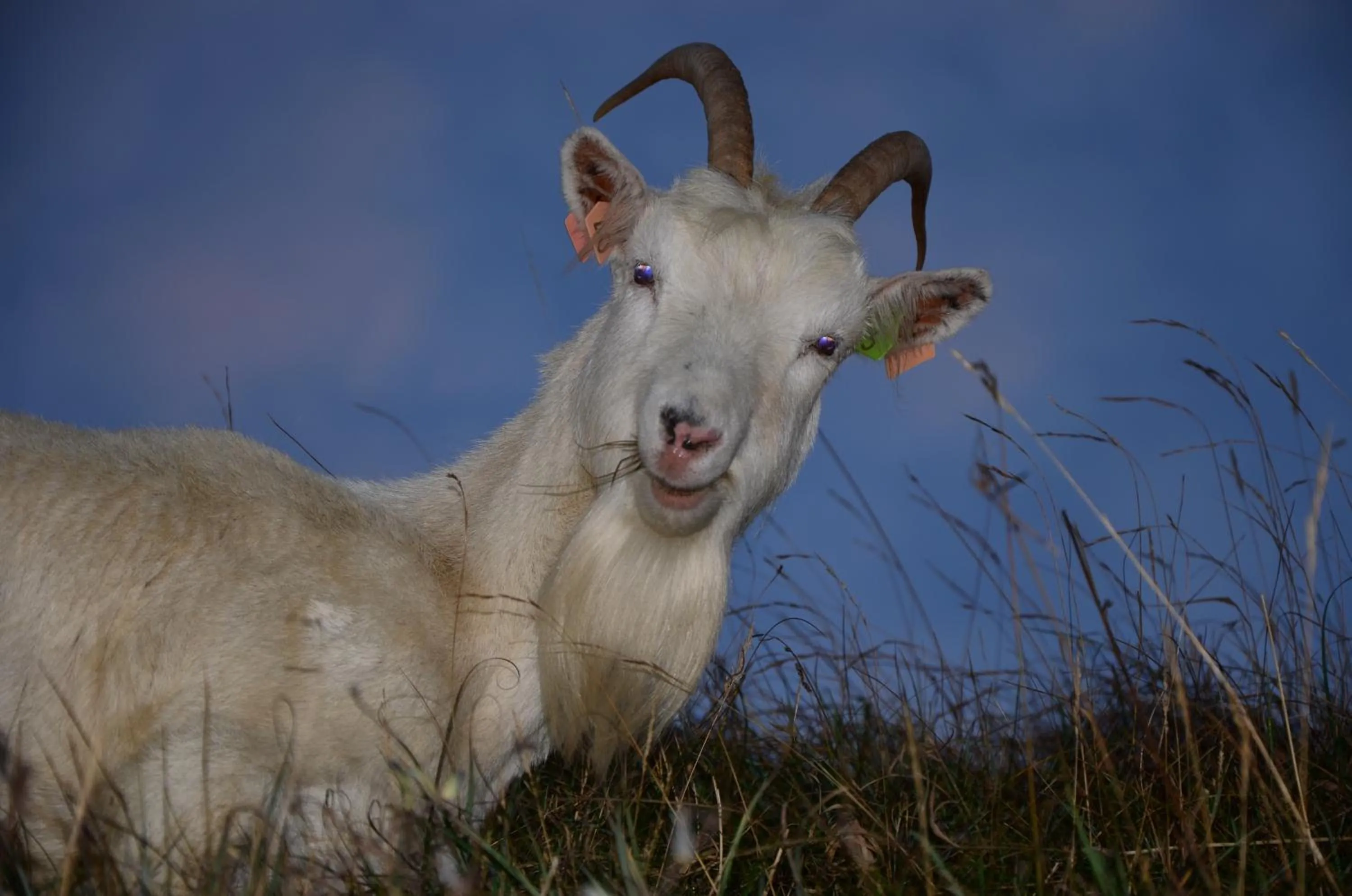 Animals in Audley Guest House
