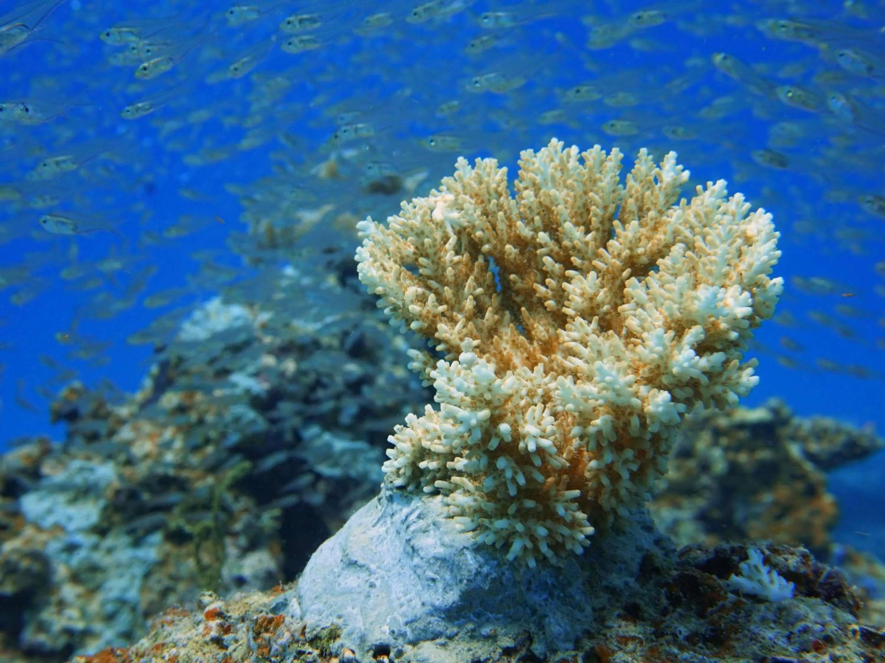 Other in V Villas Maldives at Mirihi - MGallery Collection