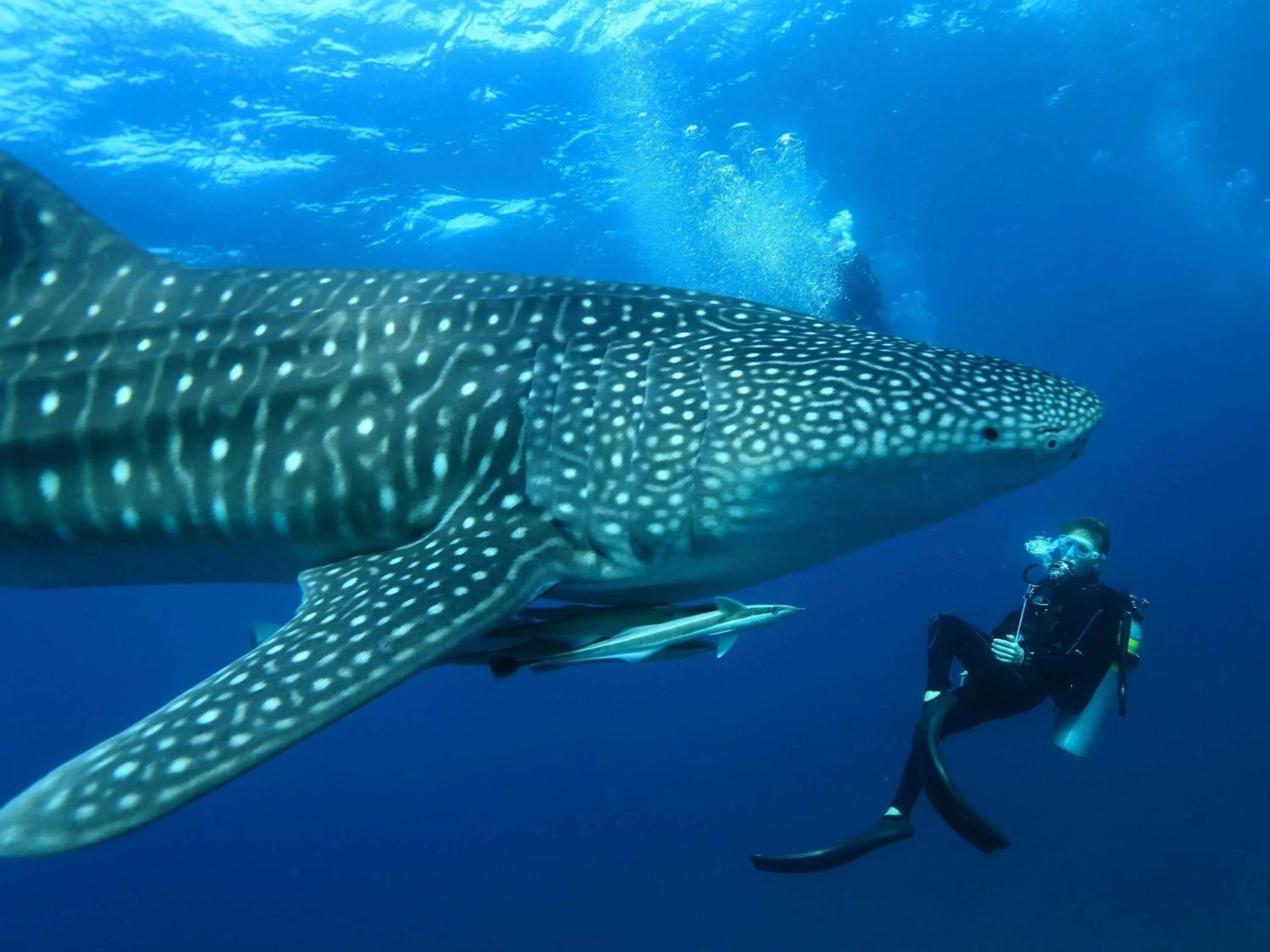 Other in V Villas Maldives at Mirihi - MGallery Collection