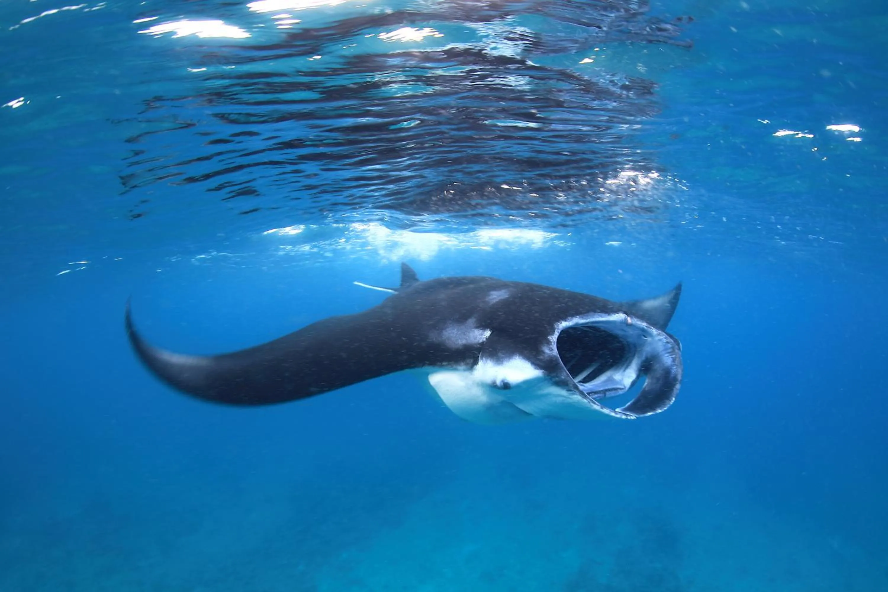 Activities in V Villas Maldives at Mirihi - MGallery Collection