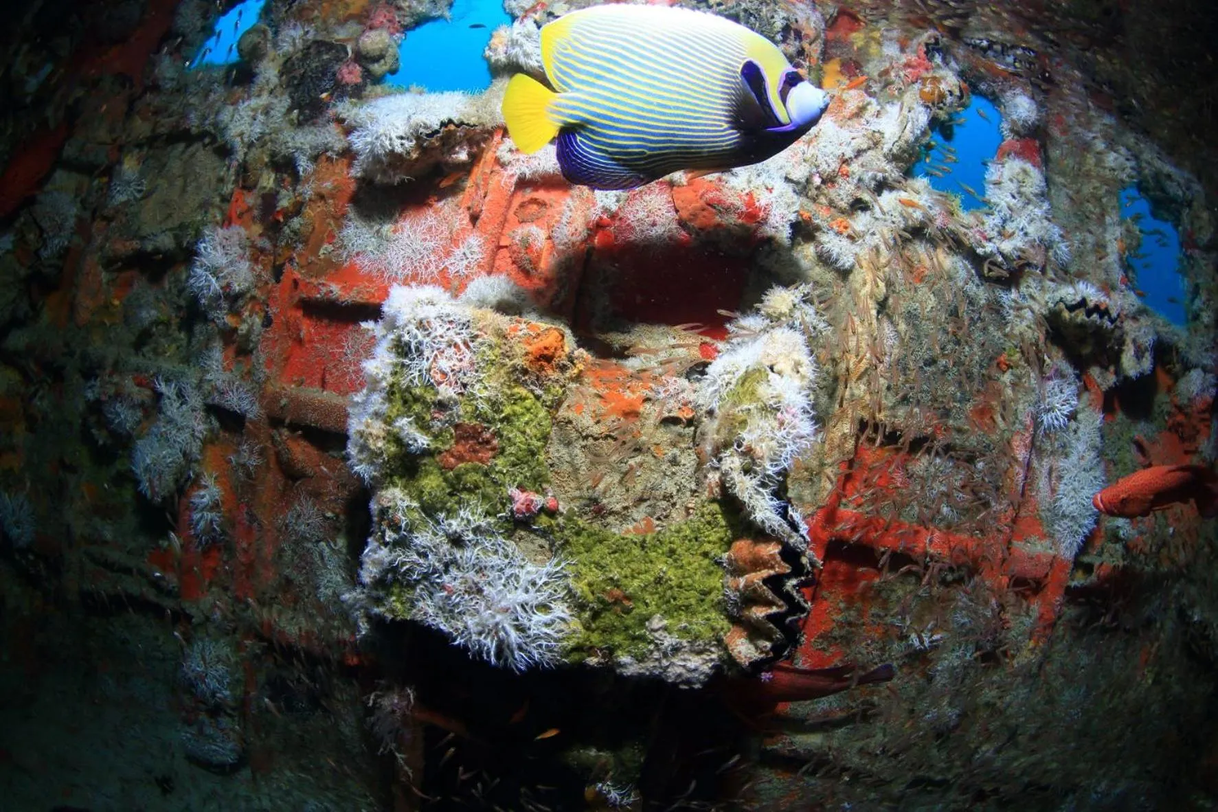 Diving in V Villas Maldives at Mirihi - MGallery Collection