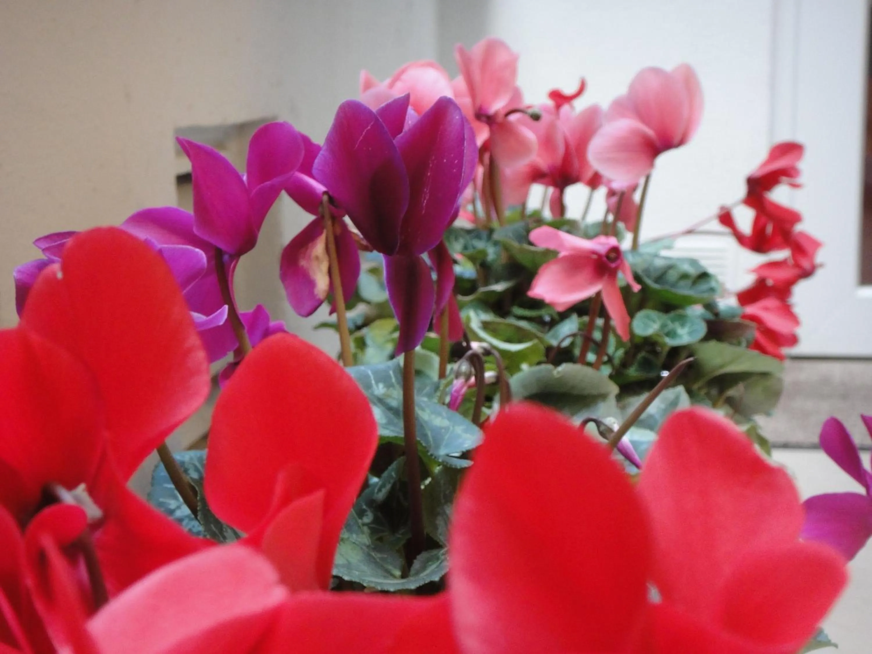 Decorative detail in HOTEL XAUEN en pleno centro con acceso autorizado y a 100m de la Catedral