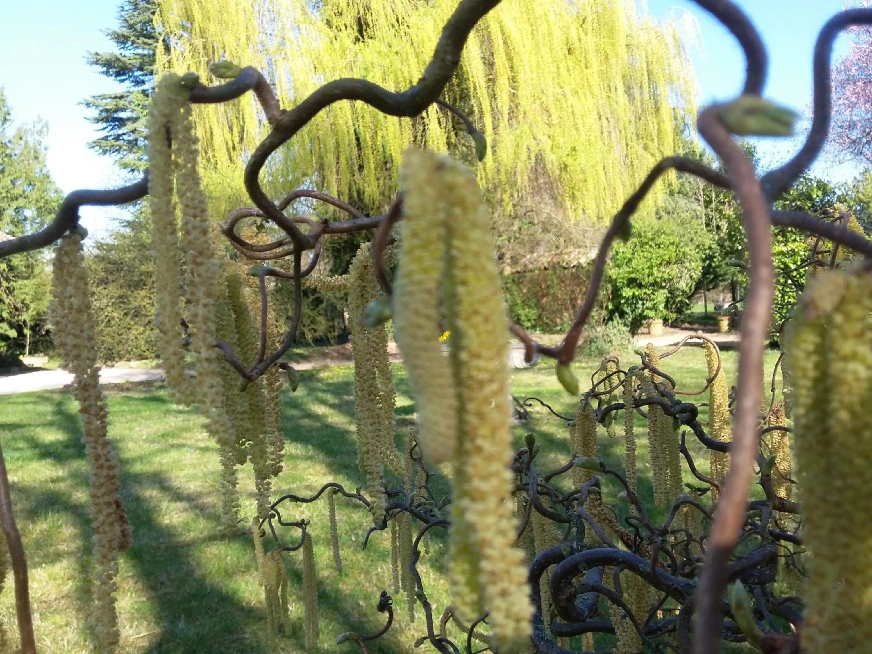 Garden view in Hostellerie Sarrasine, Mâcon Est - Teritoria