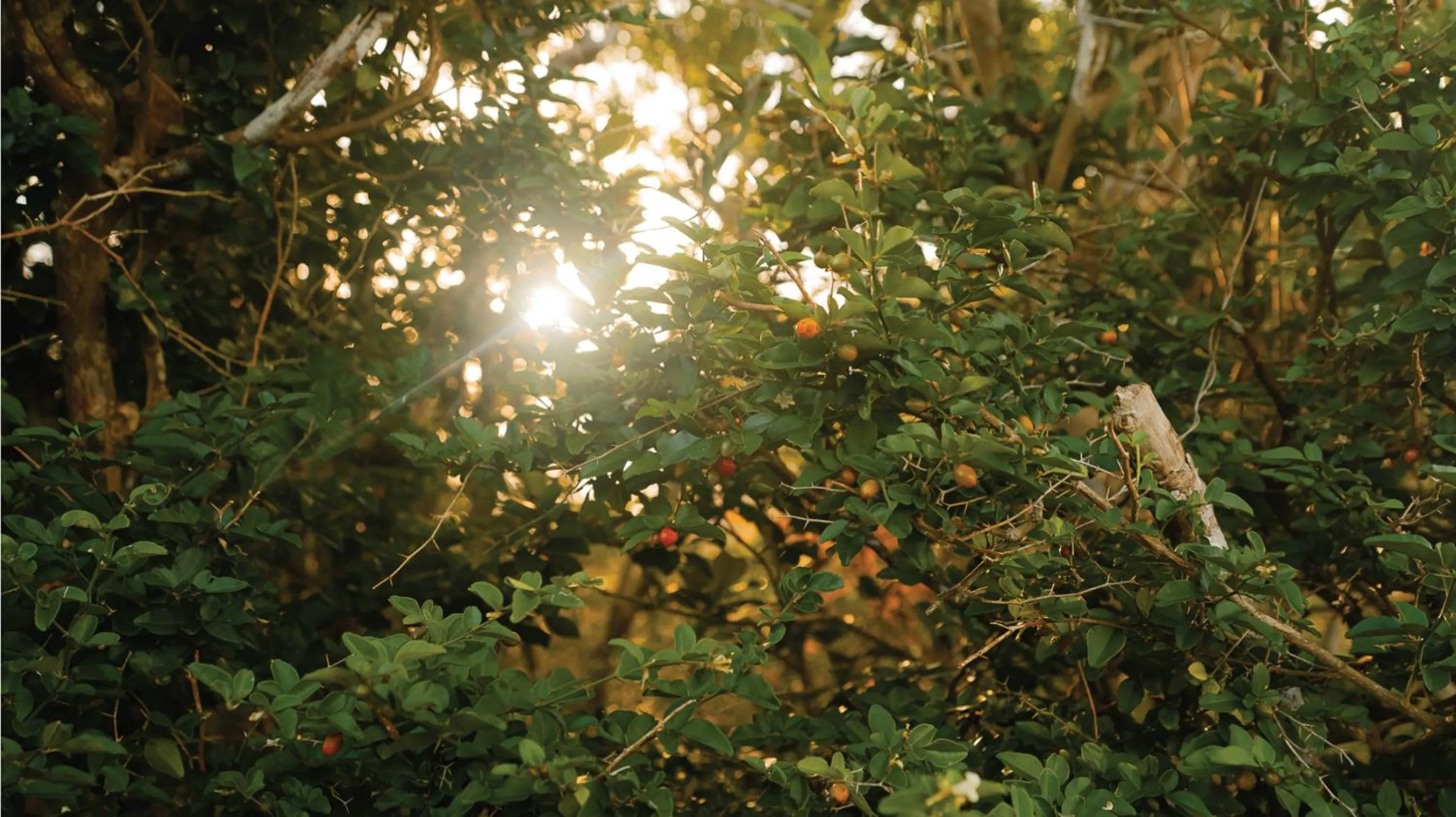 Hiking in Hotel Nikko Guam