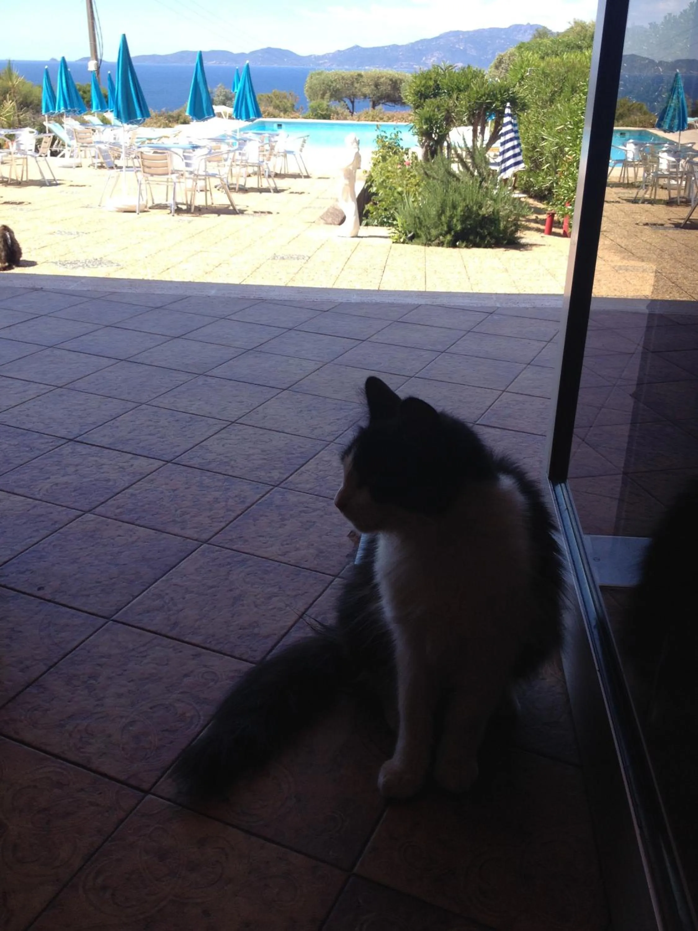 Pets in Hotel Celine