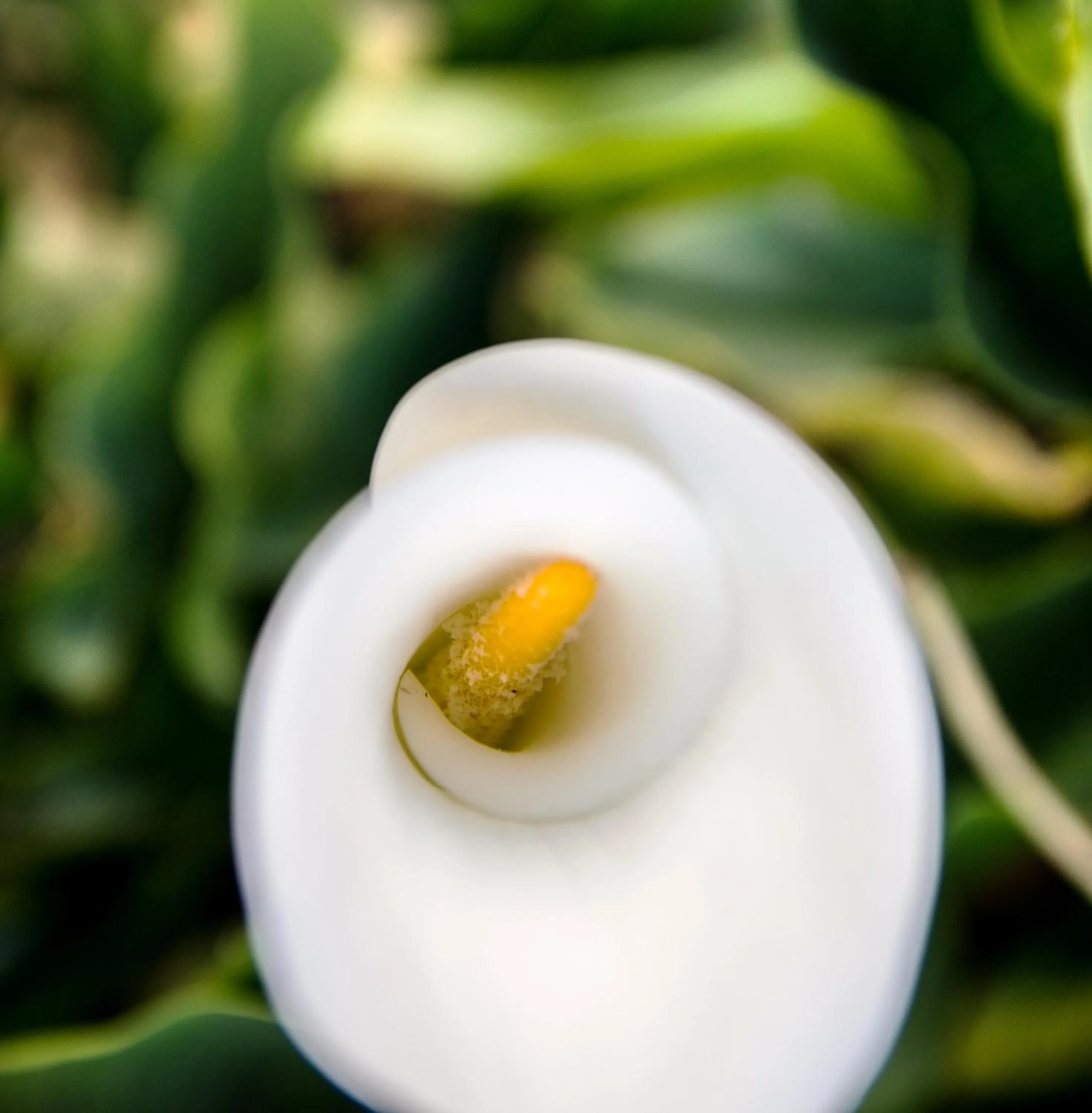 Decorative detail in Arum Place Guest House