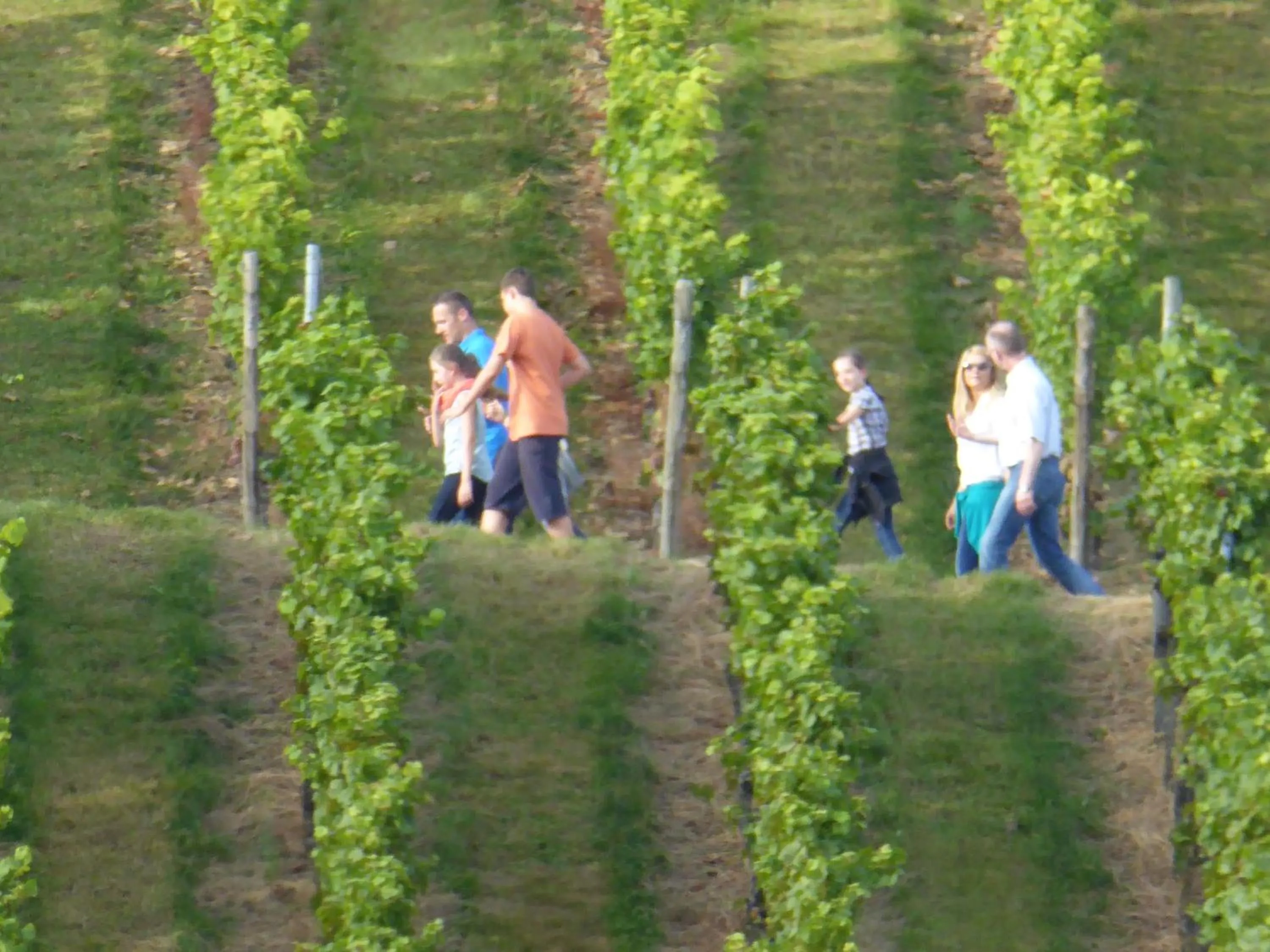 Hiking in Landhotel Rebstock