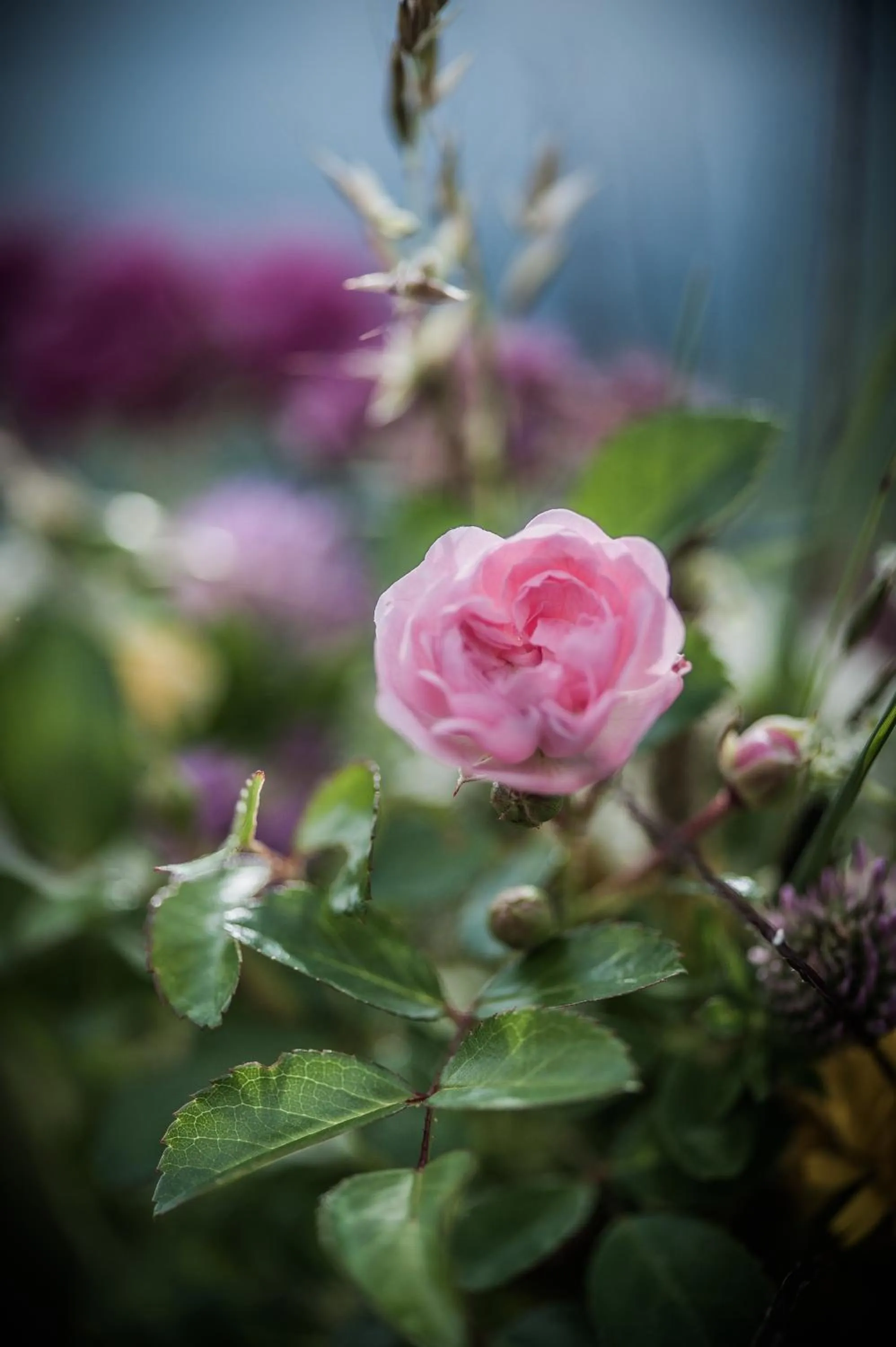Garden in Landhotel Rebstock