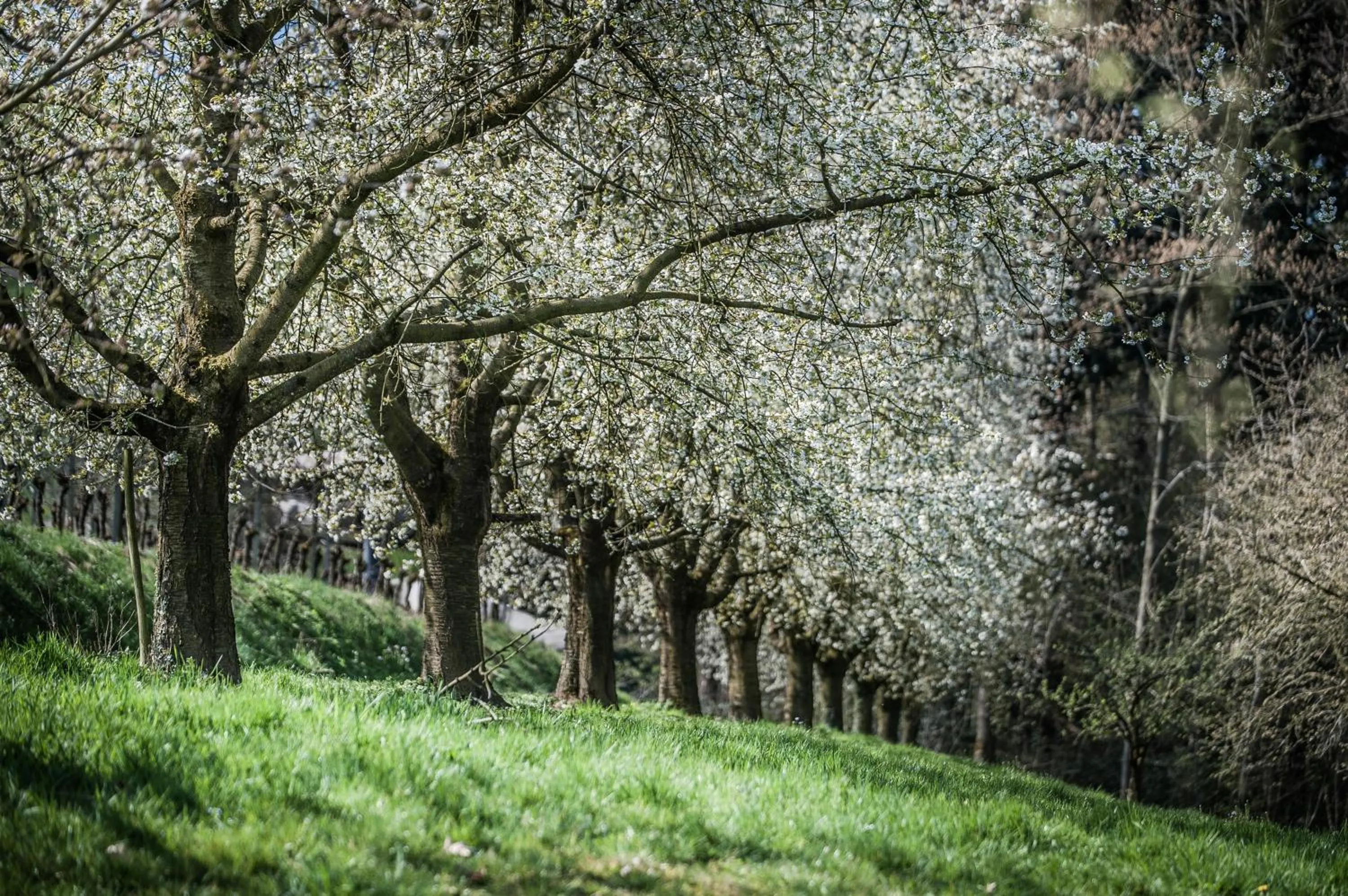 Natural landscape in Landhotel Rebstock
