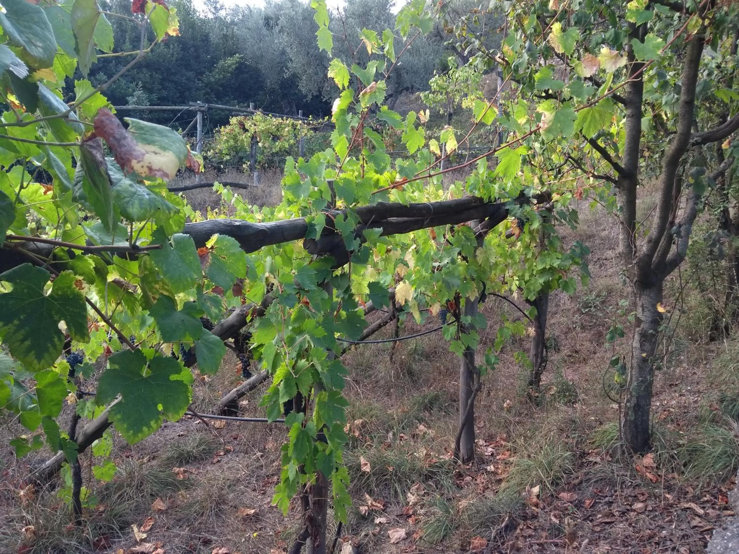 Garden in Anna Belle Elegant AgriResort