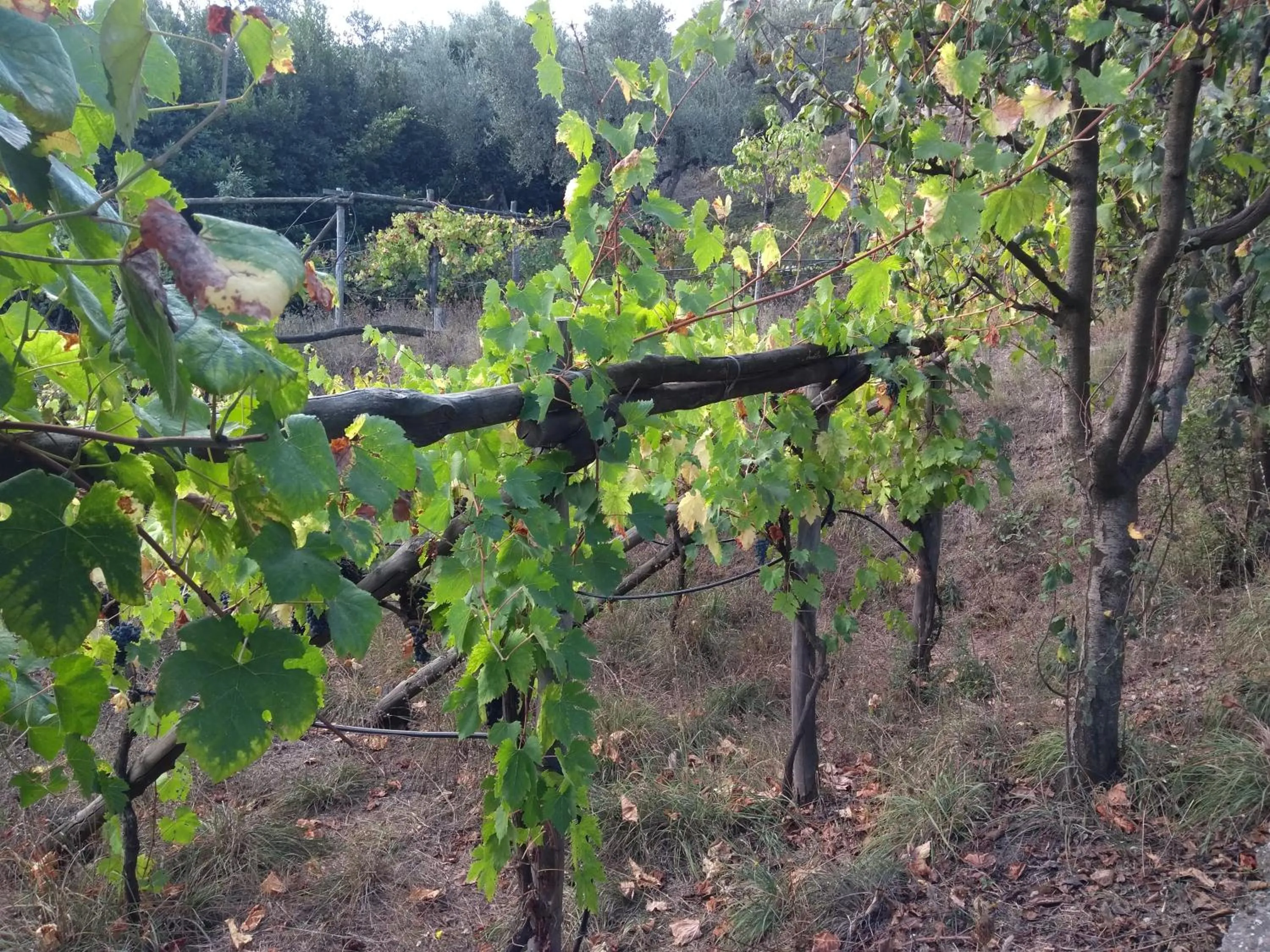 Garden in Anna Belle Elegant AgriResort