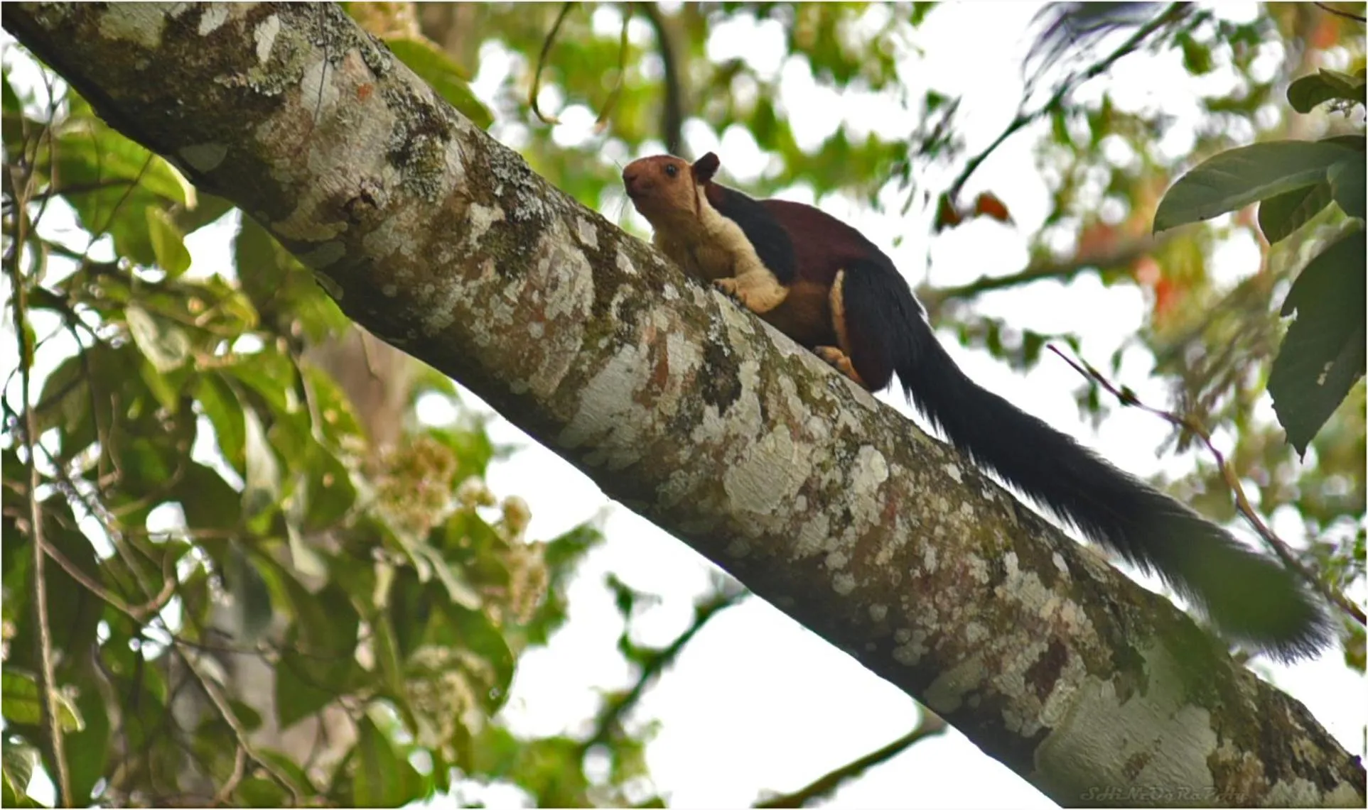 Animals in Spice Jungle Resort