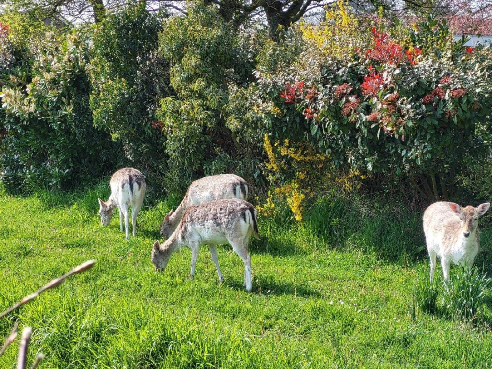 Spring in Strandhotel Dennenbos