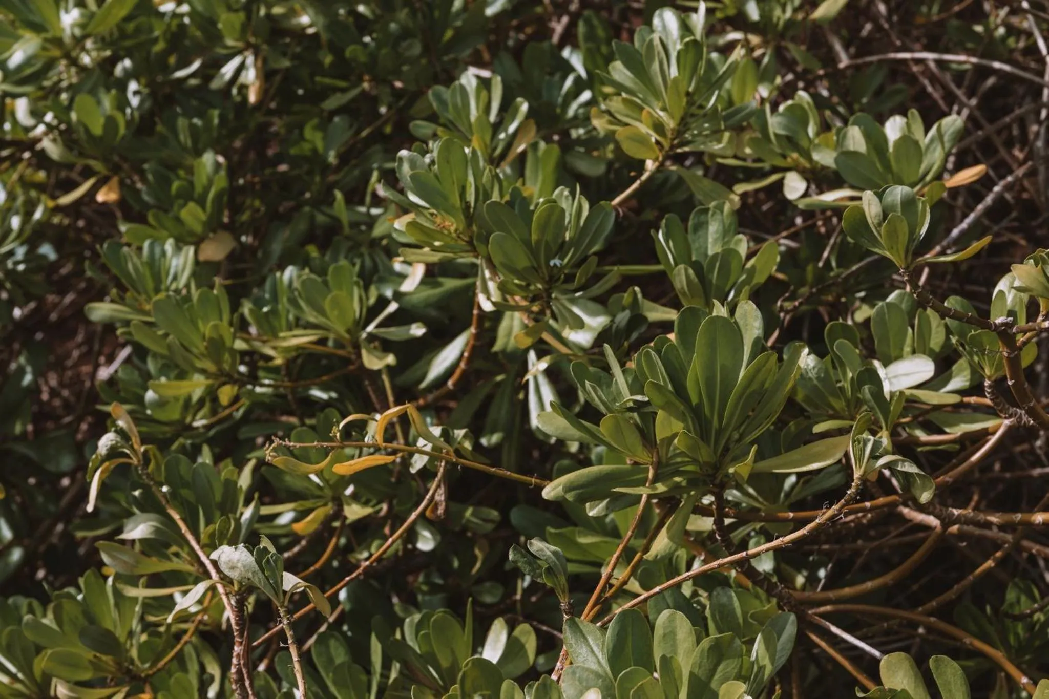 Area and facilities in Plantation Hale Suites