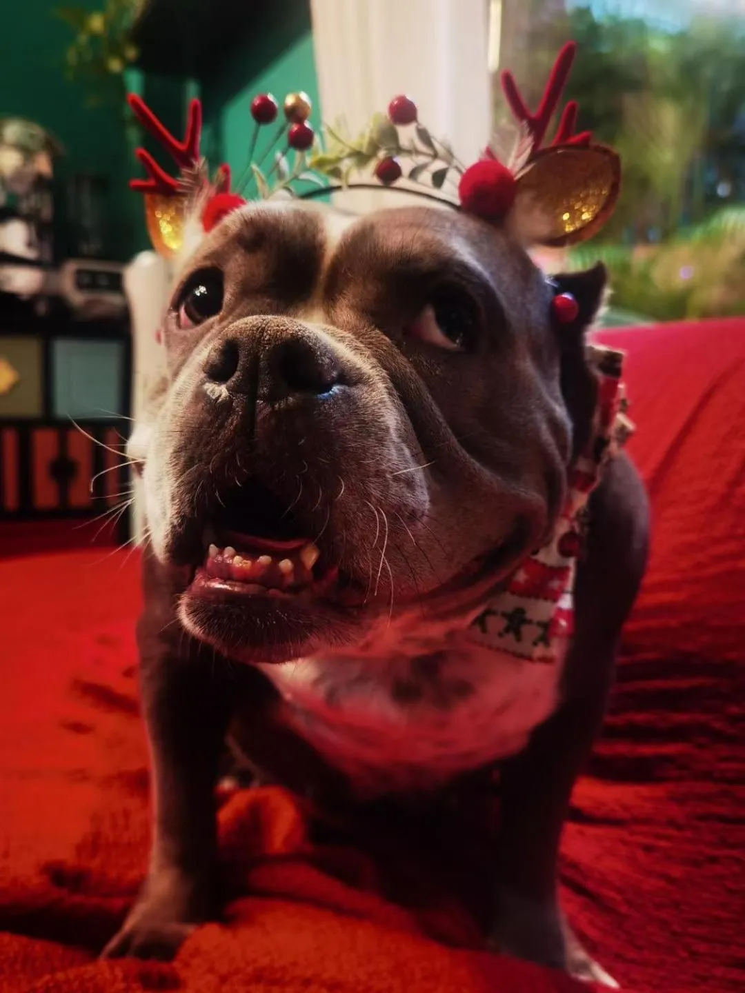 Animals in Summer Tree Inn