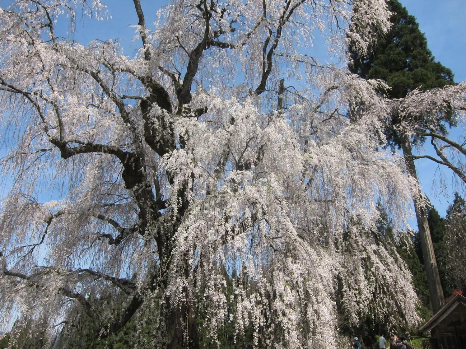 Nearby landmark in Hotel Tsubakino