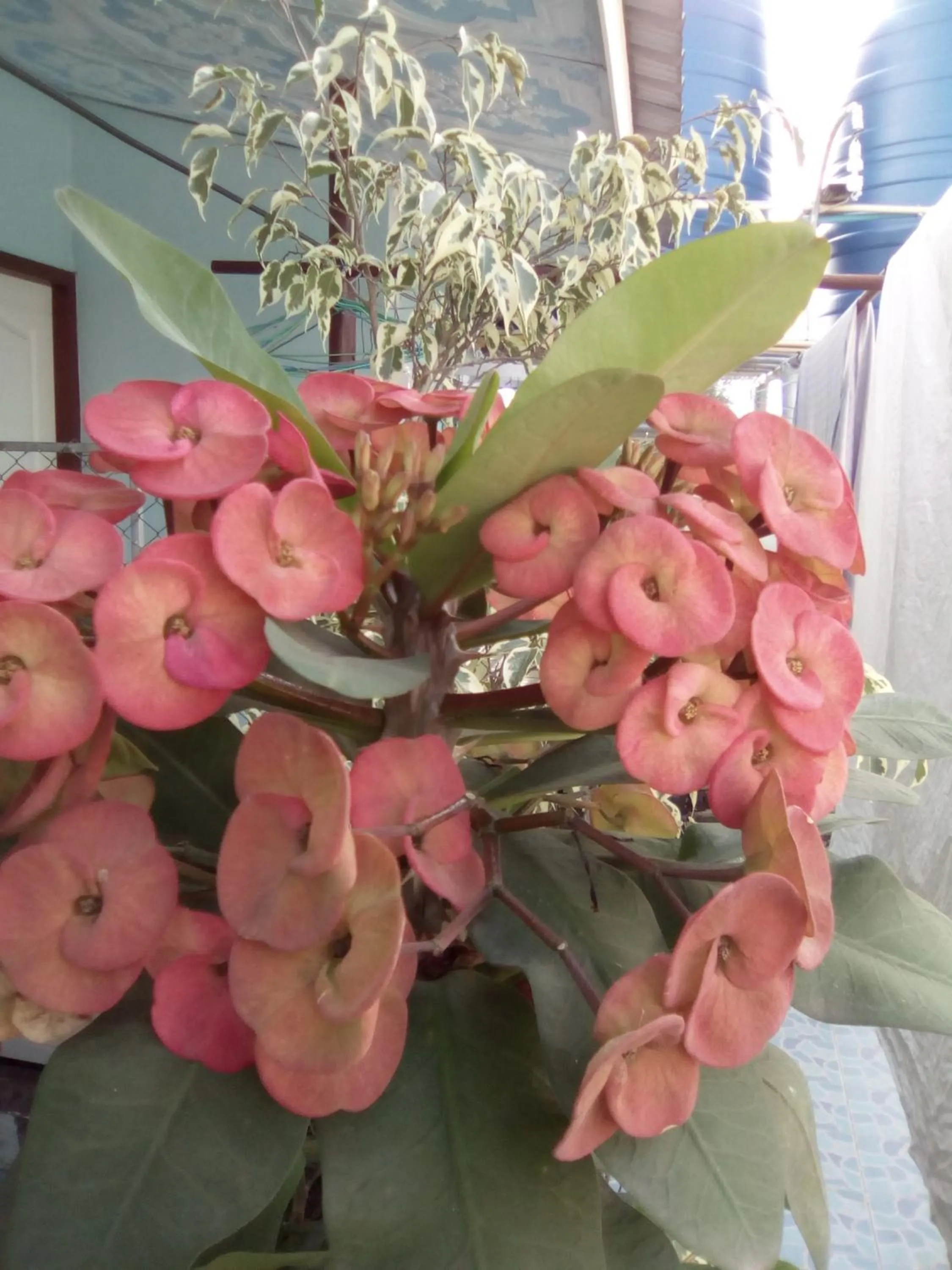 Sabaydee House at Pai