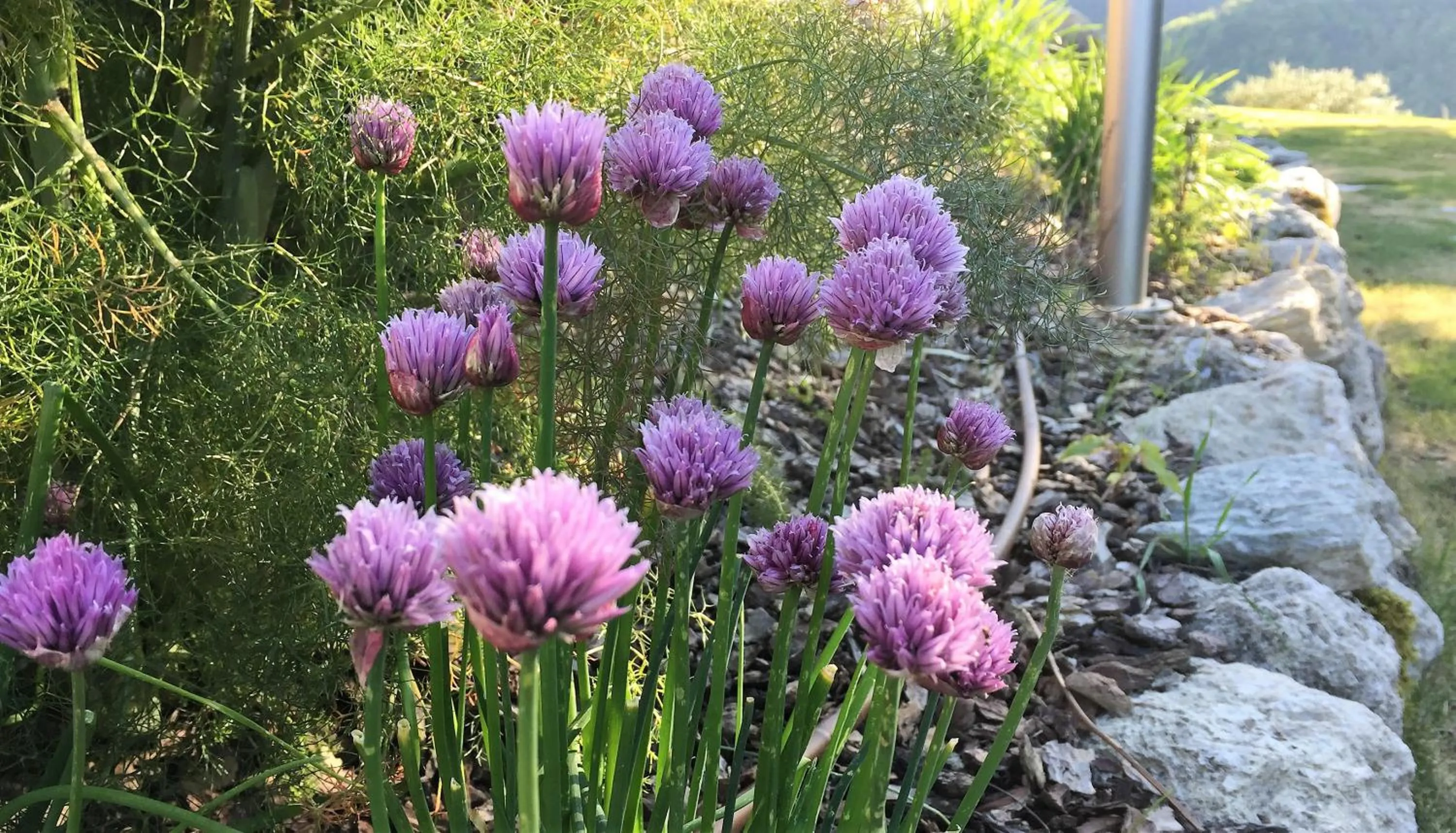 Garden view in Agriturismo Corte Dei Mori