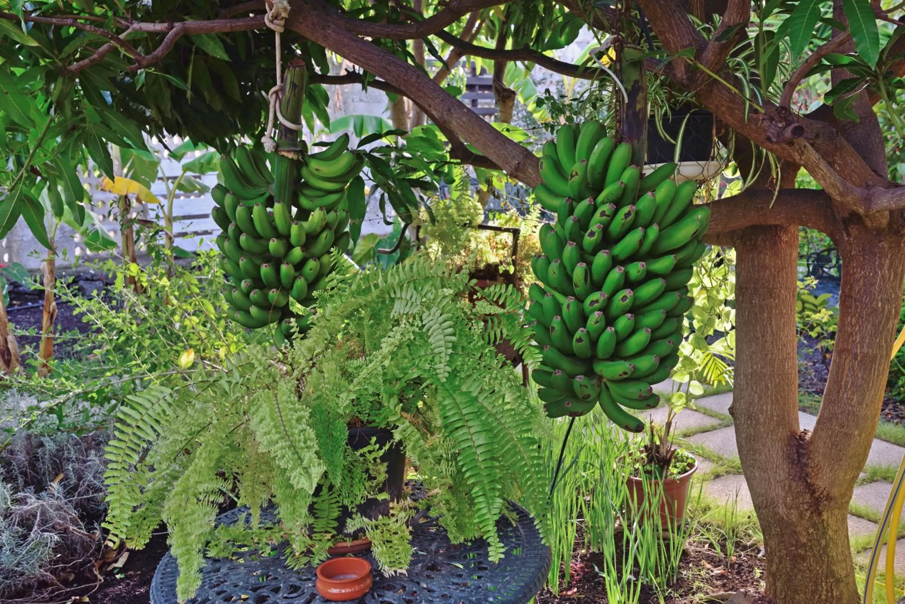 Garden in Apartamentos Adjovimar