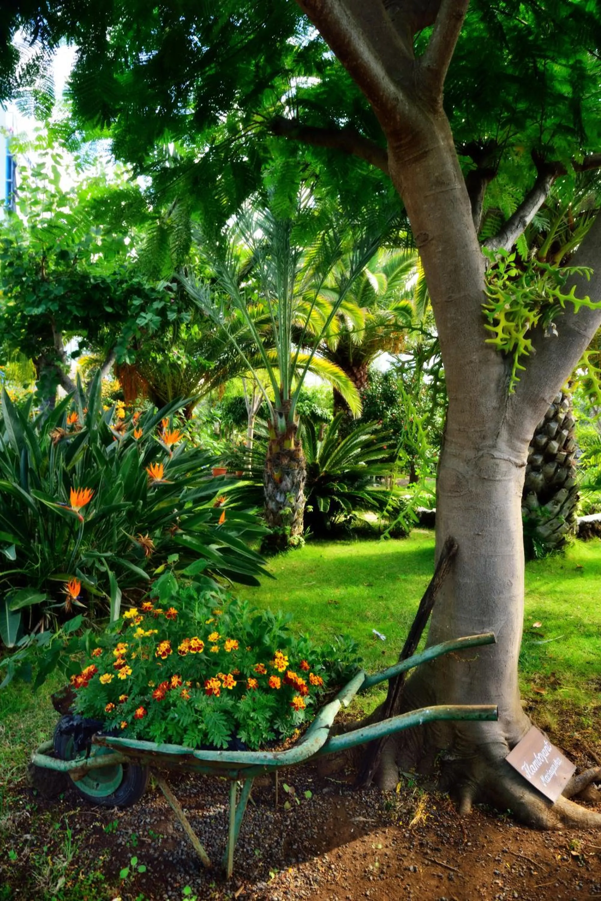 Garden in Apartamentos Adjovimar