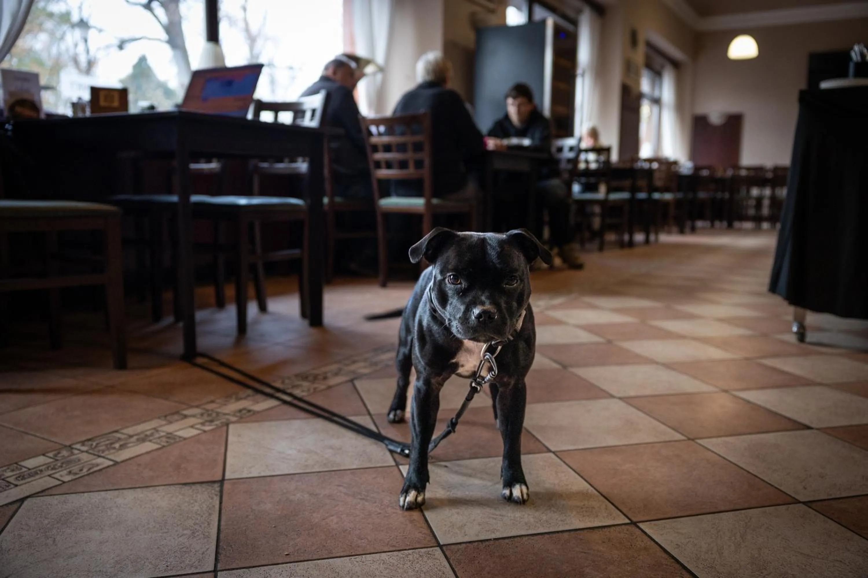 Pets in Parkhotel Terezín