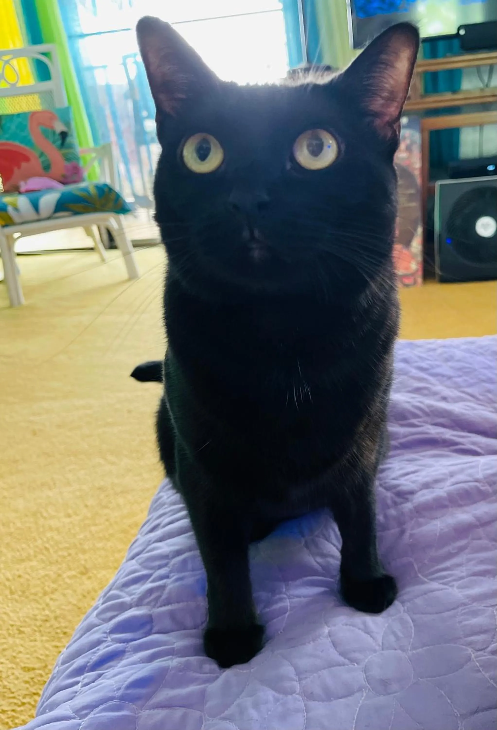 Property building in Kona Magic Honu Room