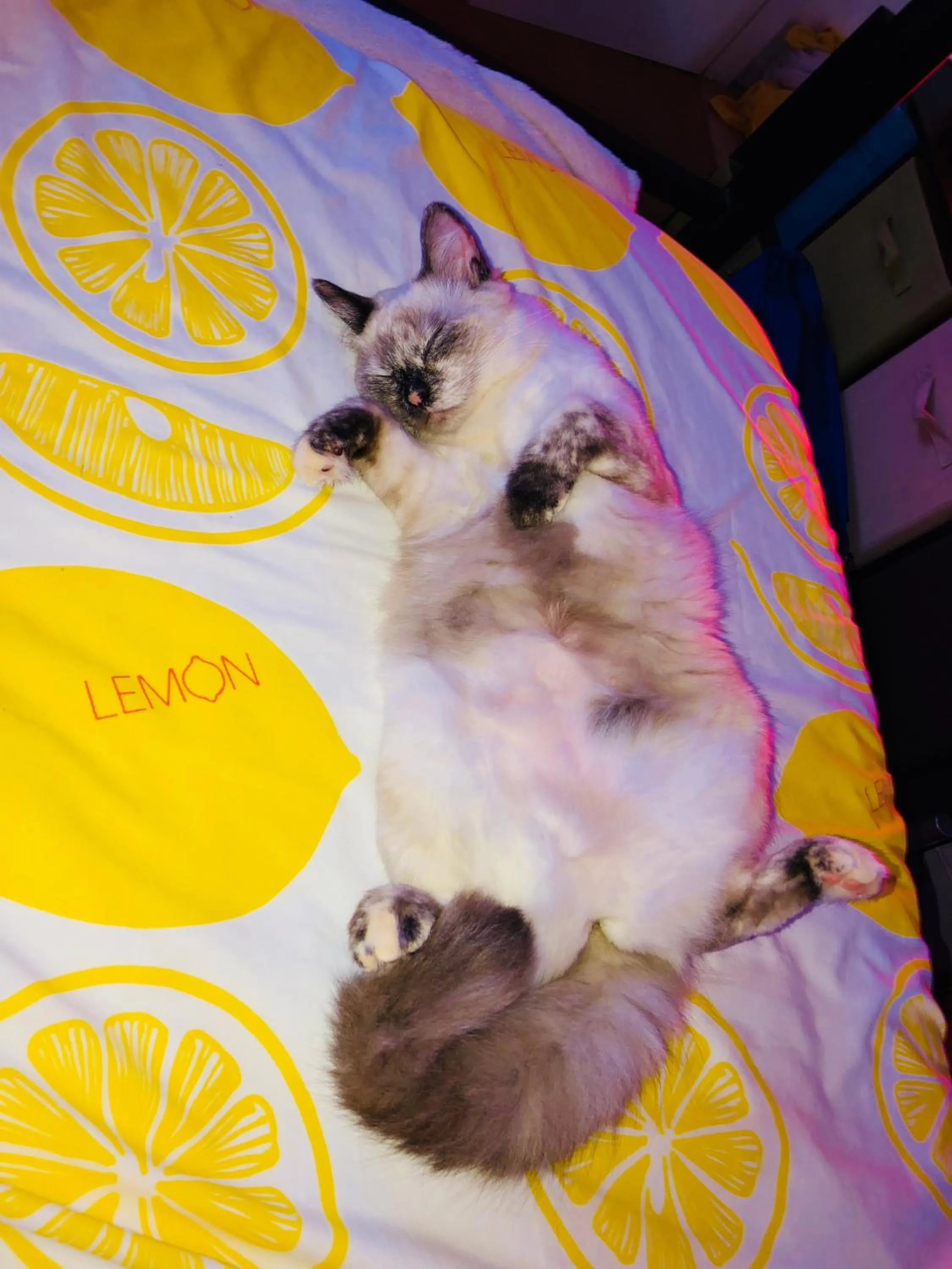 Pets in Kona Magic Honu Room