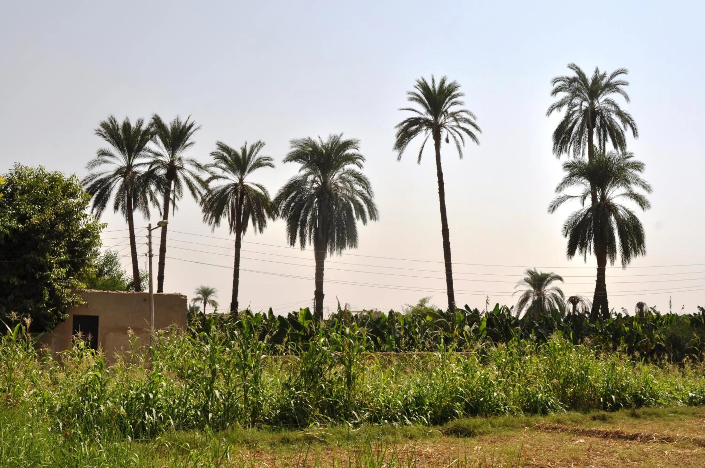 Natural landscape in El Nakhil Hotel