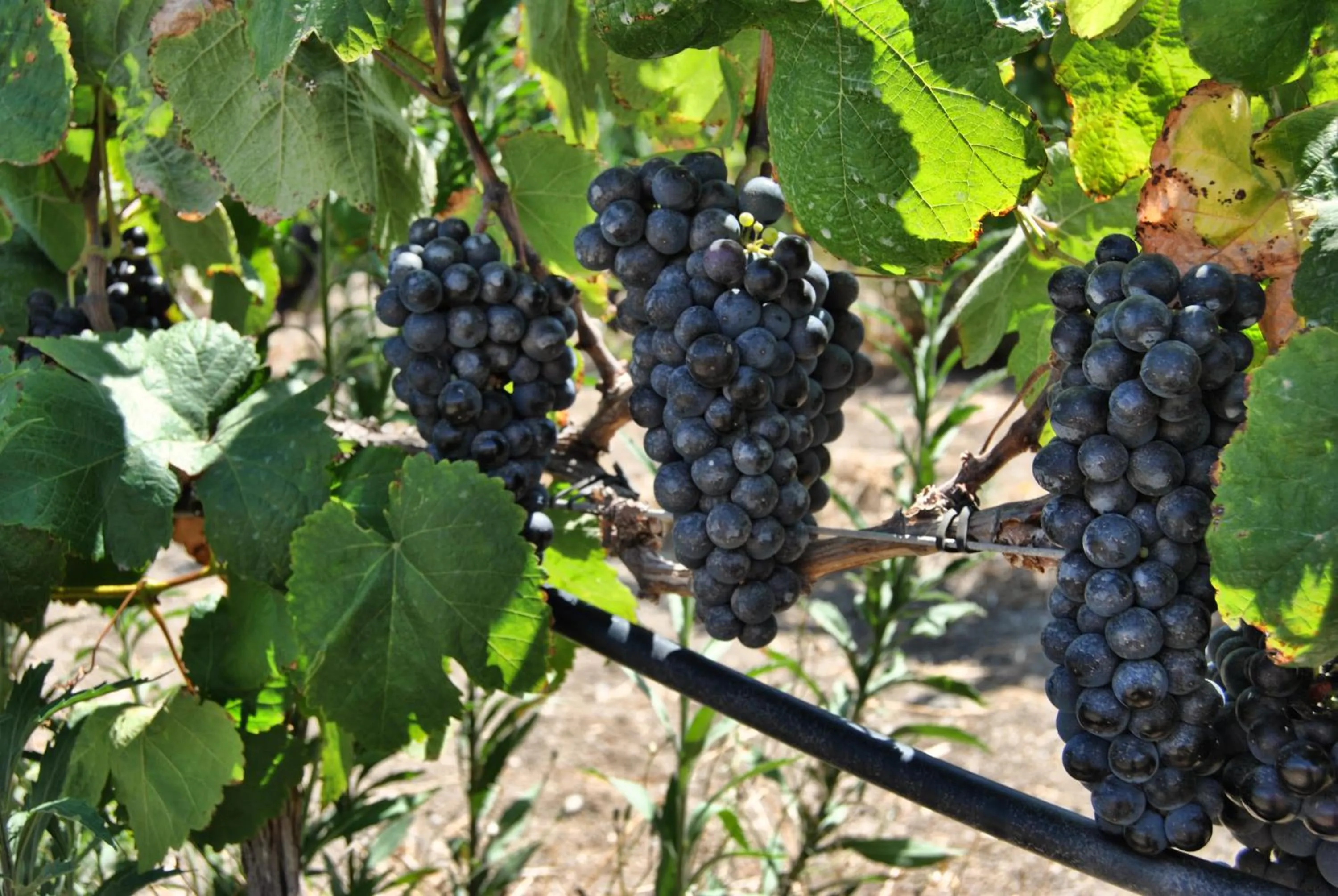 Natural landscape in Hotel Rural El Mondalón