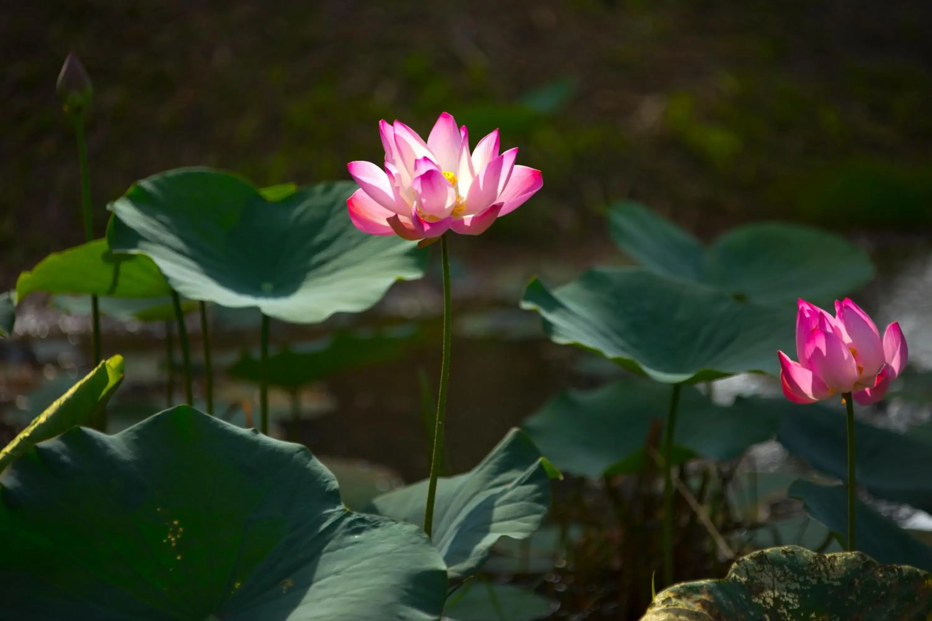 Superior Classic Twin Room in Perhentian Island Resort Superior Classic Twin Room in Perhentian Island Resort