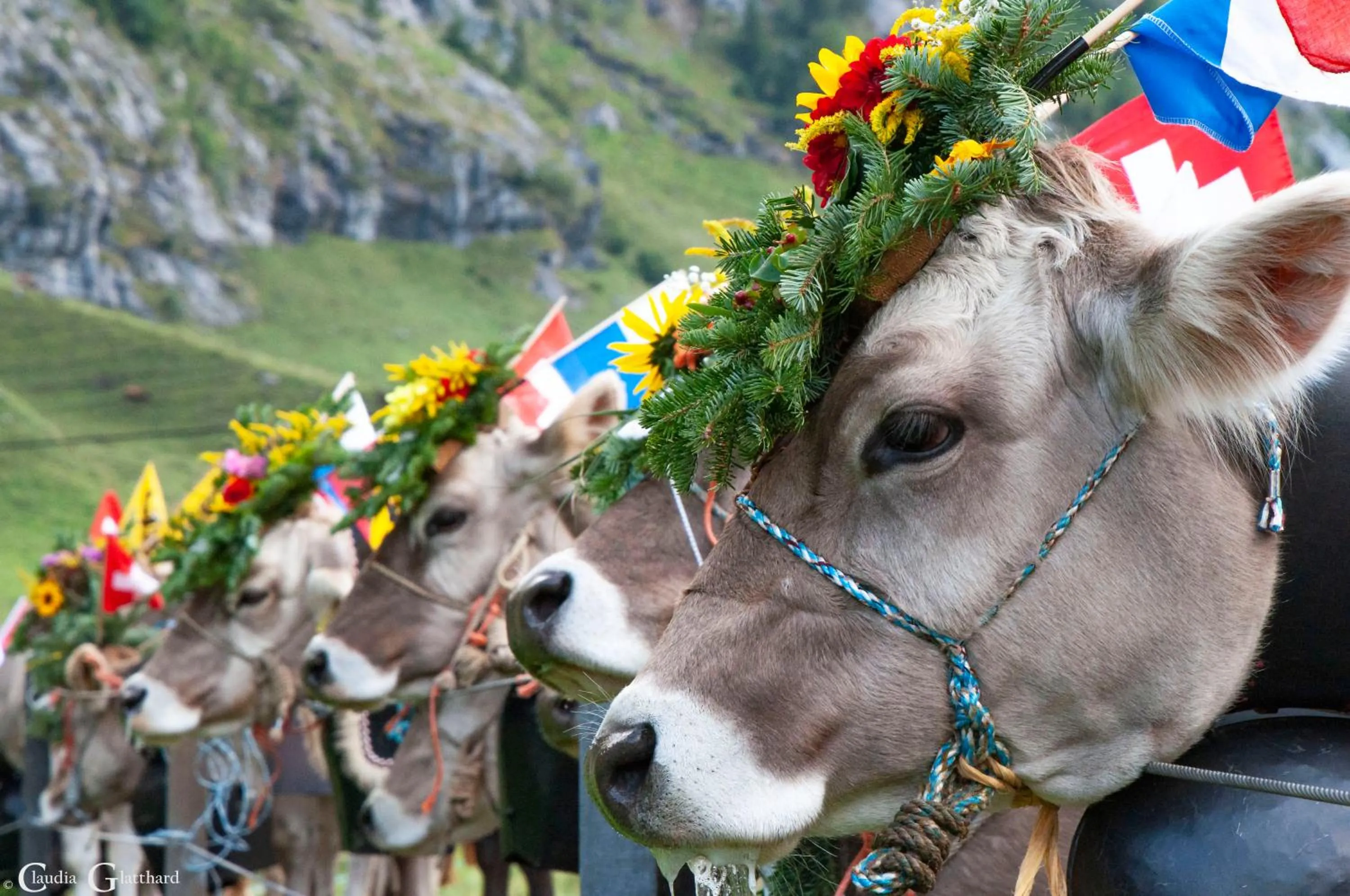 Animals in Hotel Hof und Post