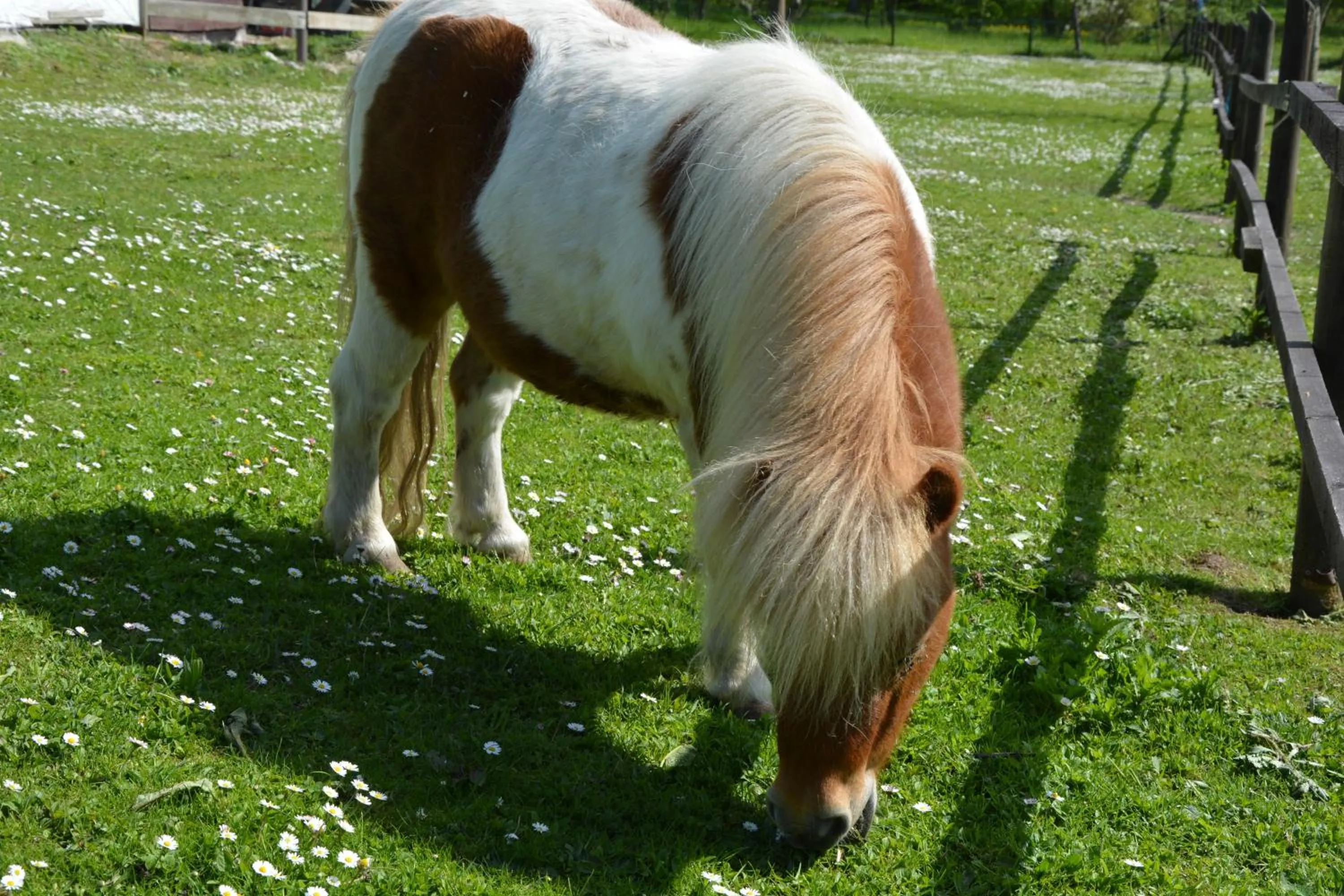 Animals in Reethäuser auf Rügen