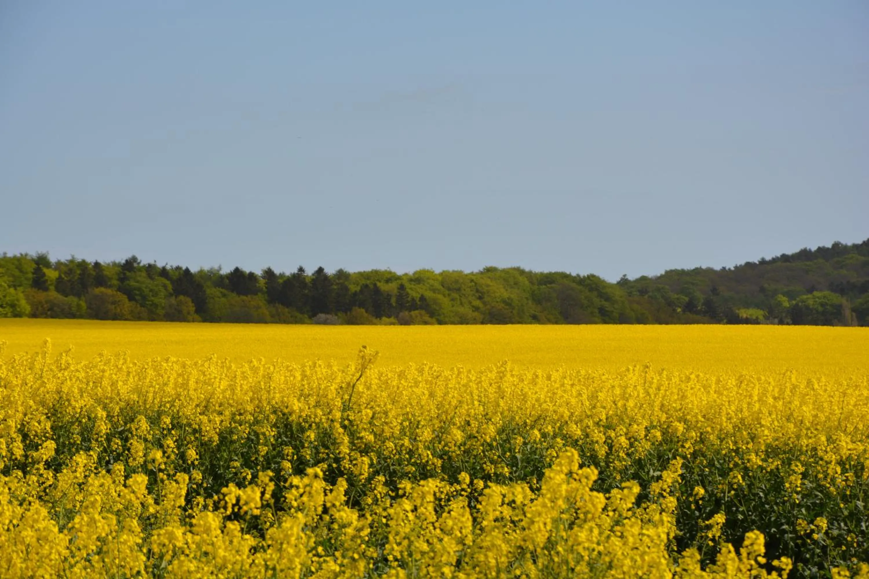 Natural landscape in Reethäuser auf Rügen