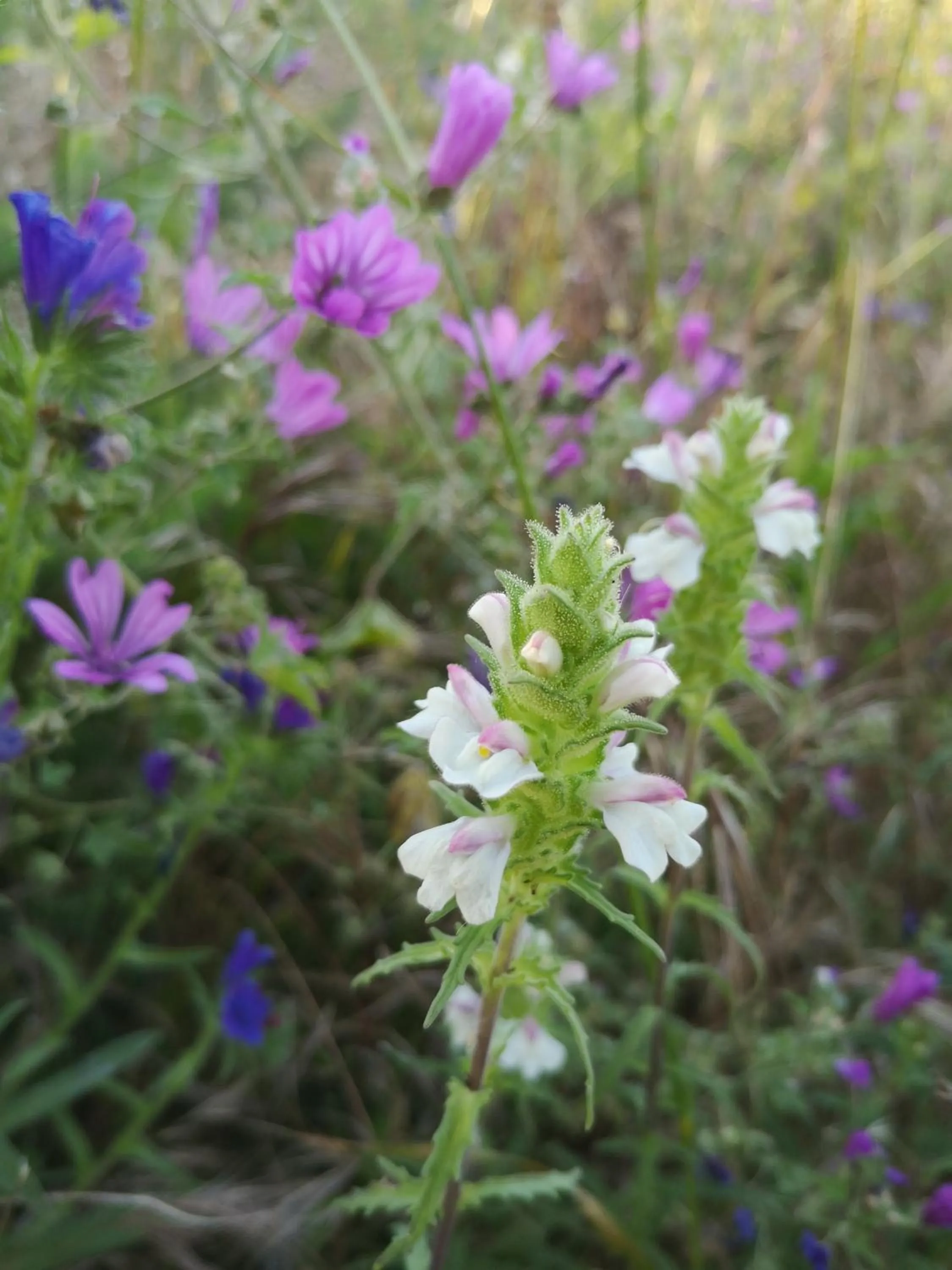 Garden in Chiostro Delle Cererie