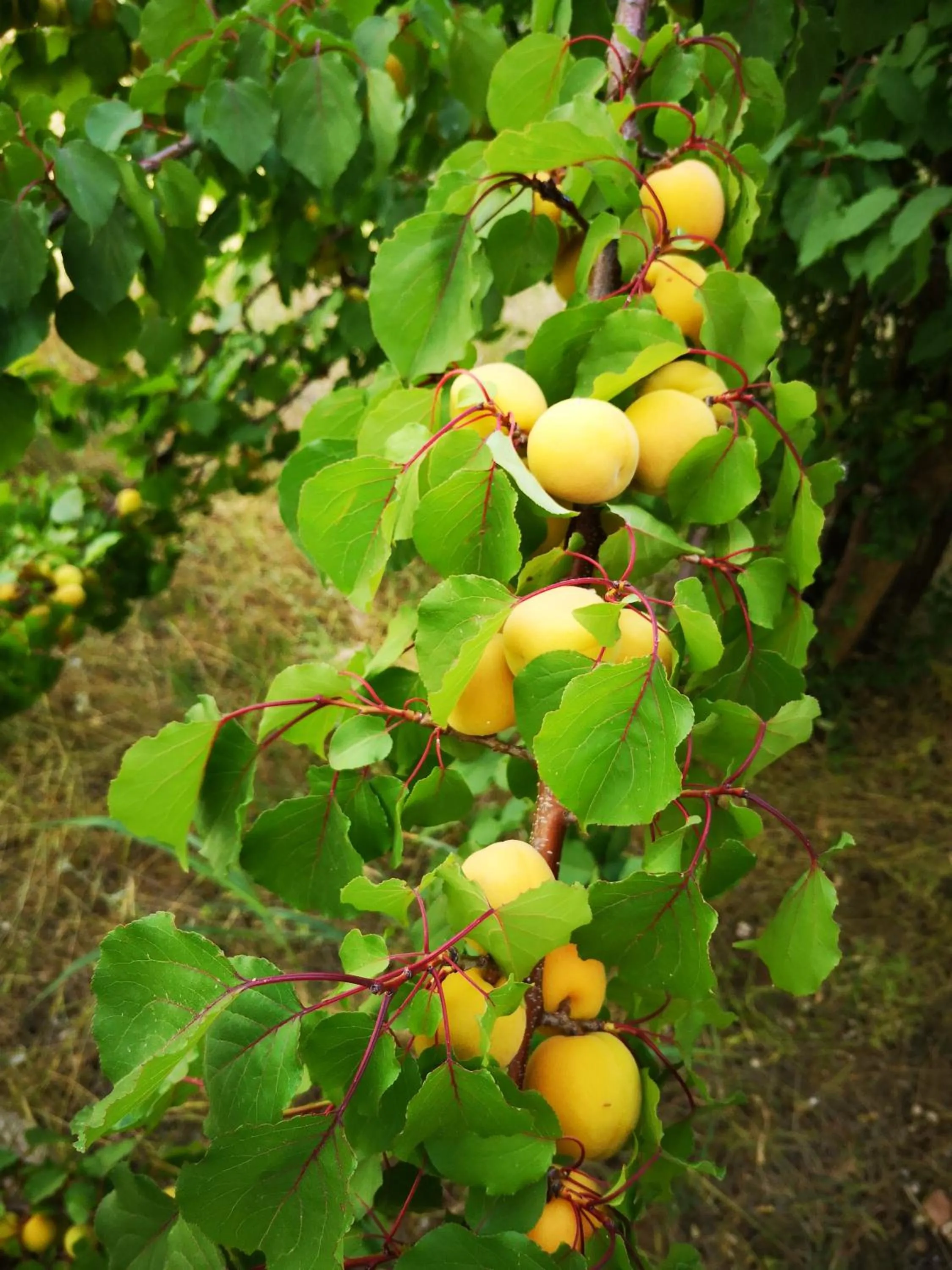 Chiostro Delle Cererie