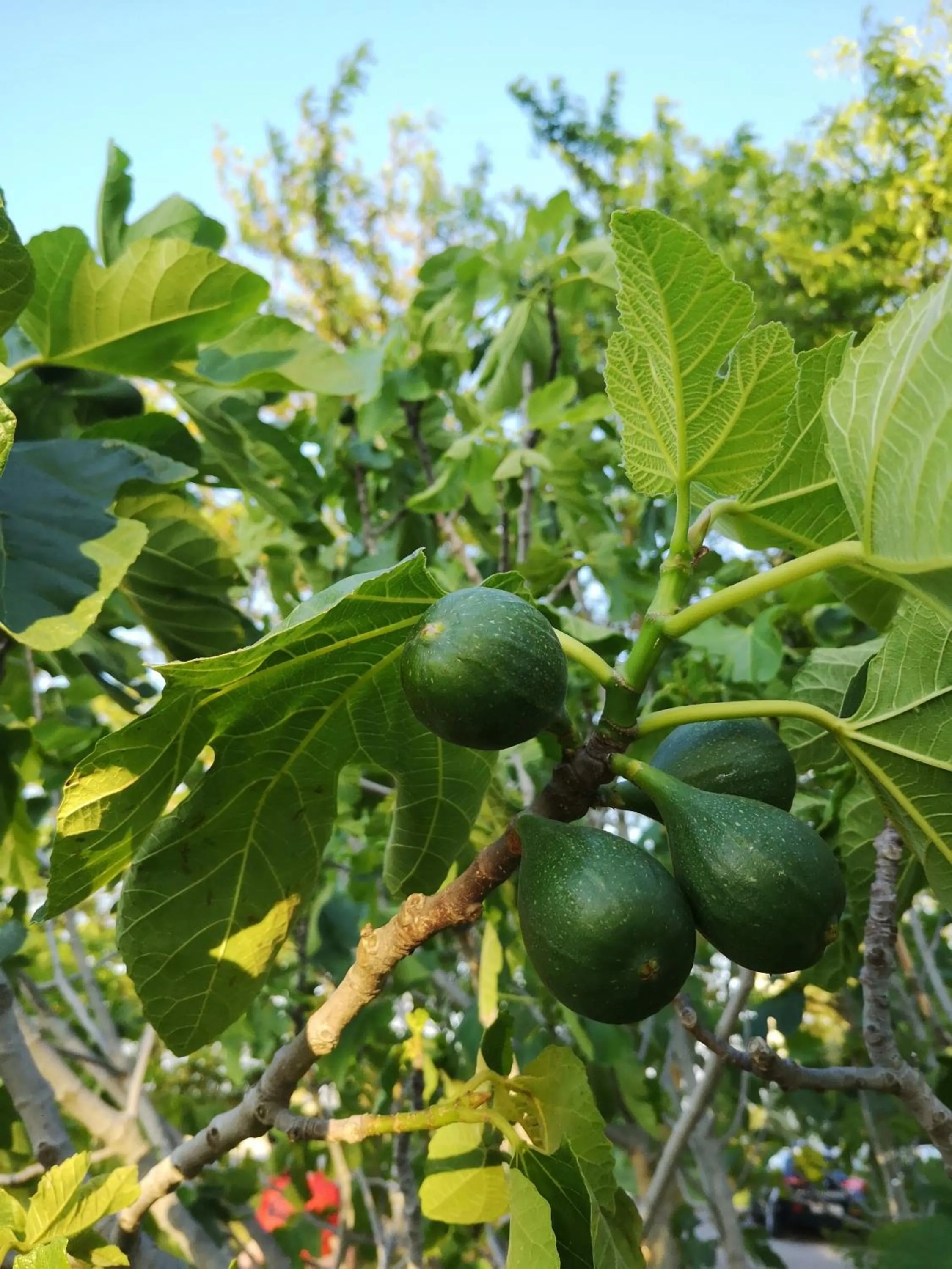 Natural landscape in Chiostro Delle Cererie