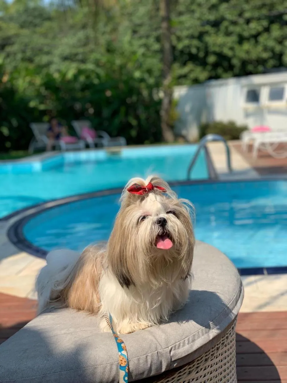 Pets in Pousada Toca da Praia