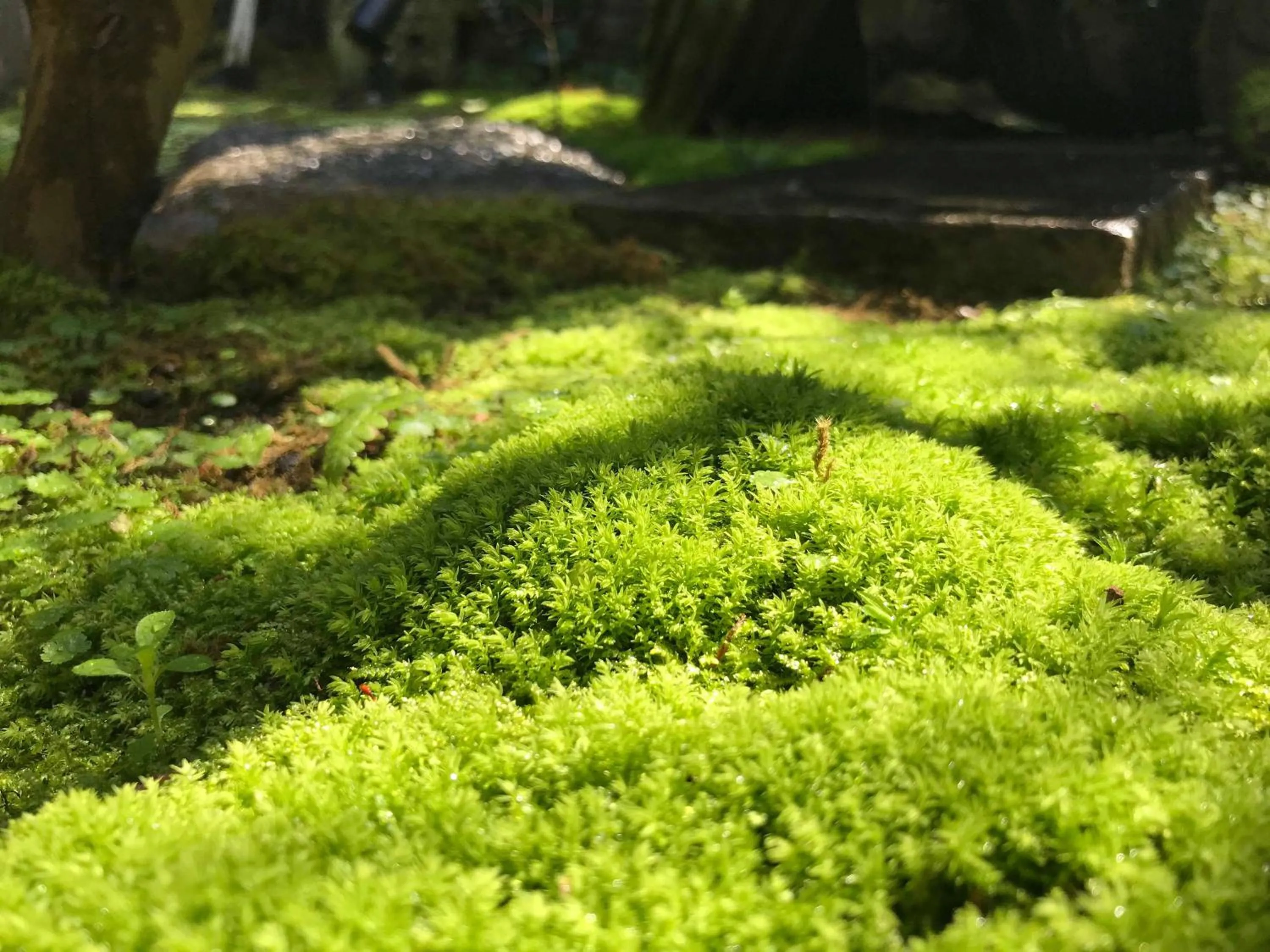 Natural landscape in Kominka Mitsuhama Ryokan