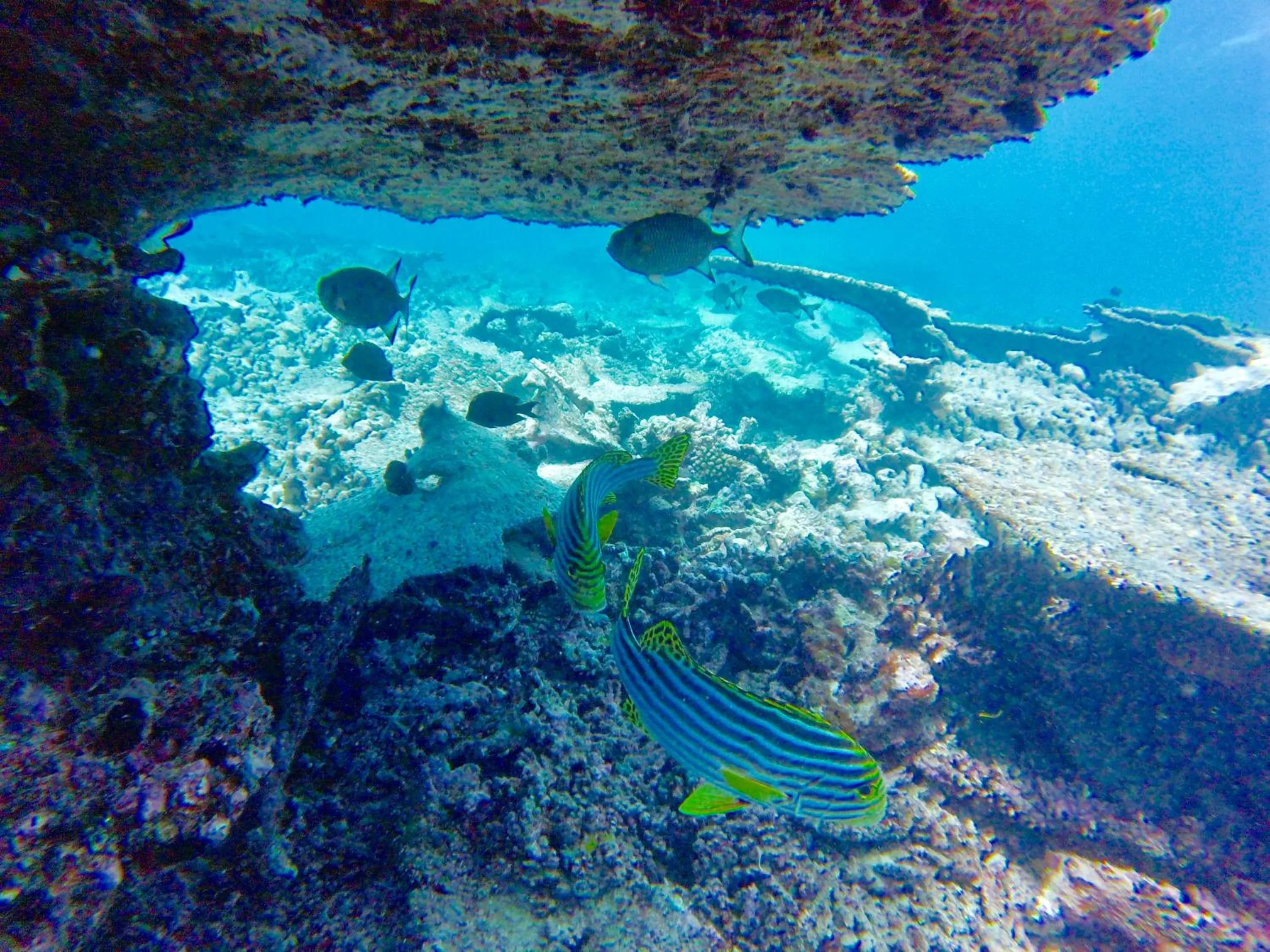 Snorkeling in Island Home Inn