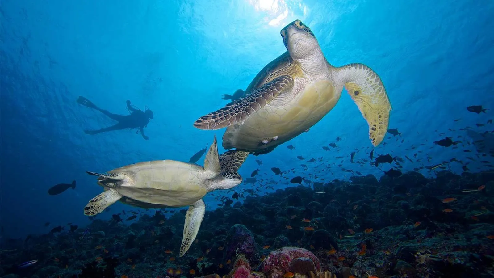 Off site in Island Home Inn