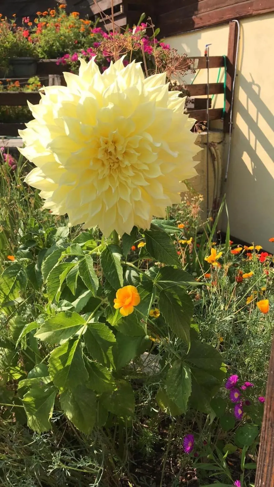 Garden in Hotel Cà Fiore