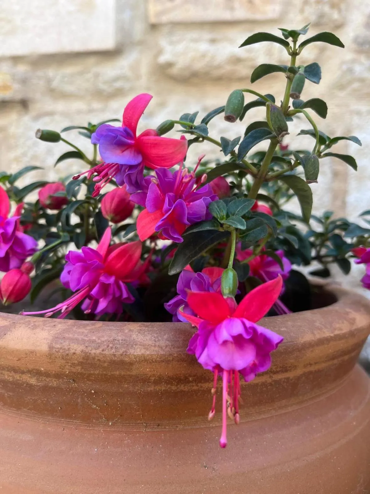 Garden in Griffon Hotel