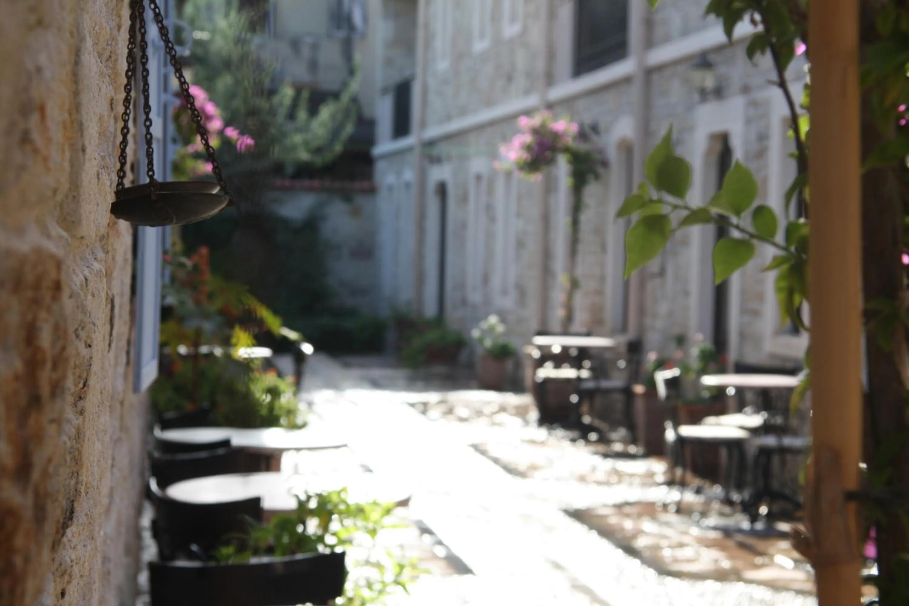 Garden in Griffon Hotel