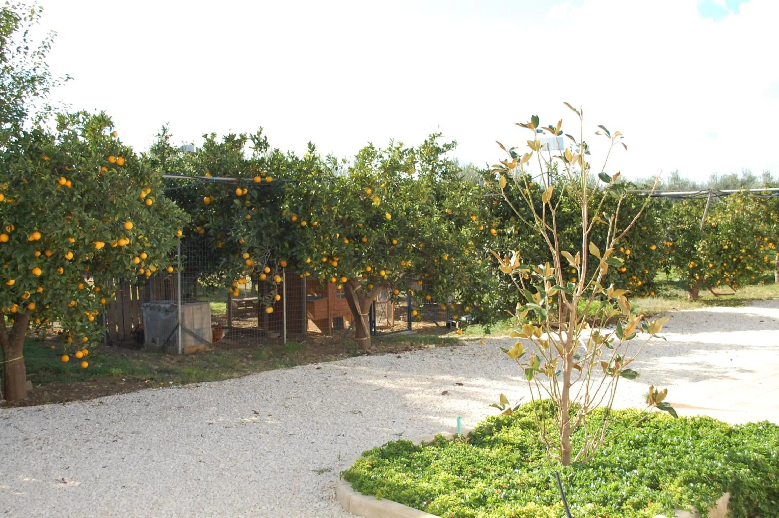 Garden in All'ombra del Carrubo - Metaponto